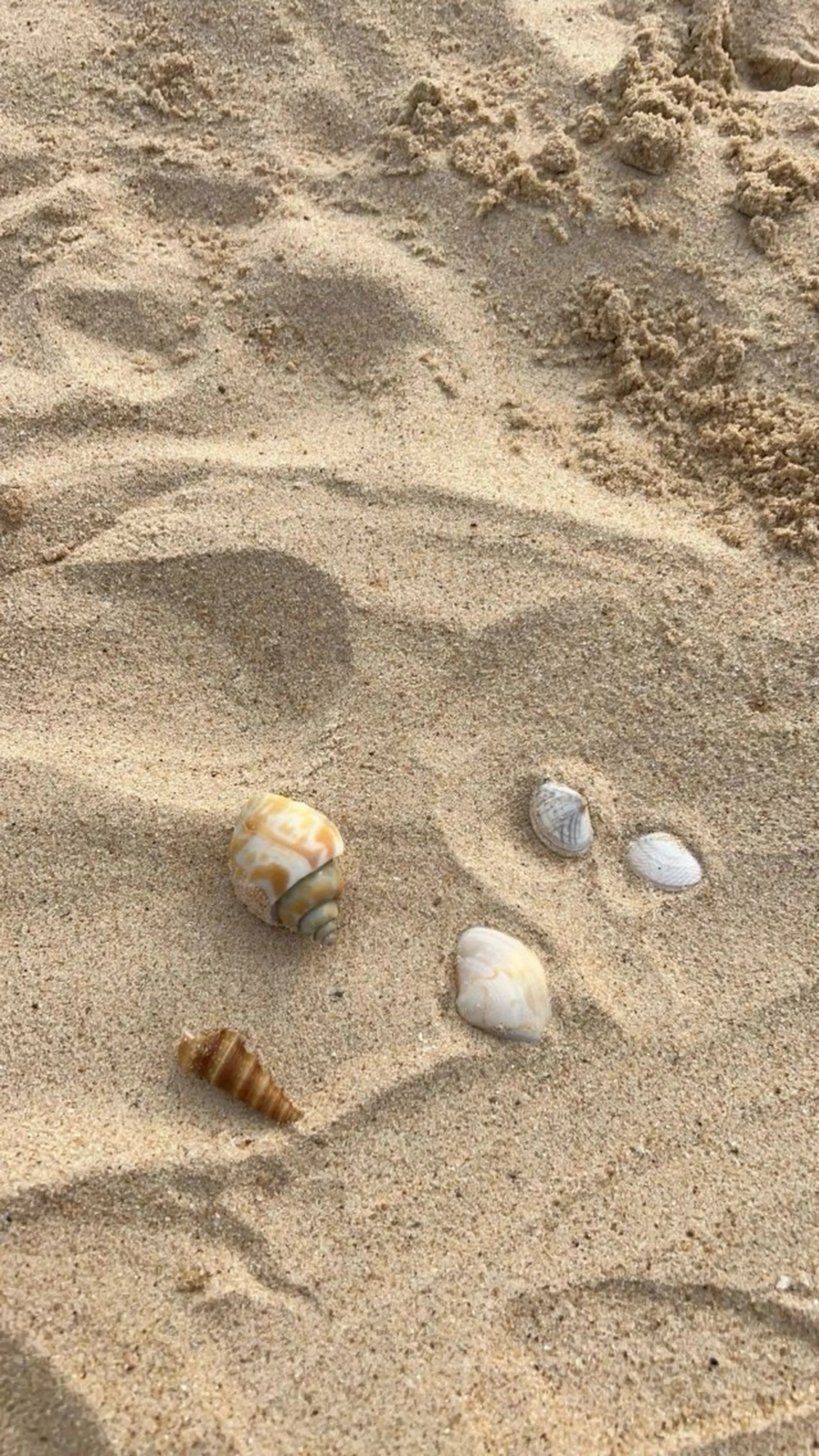 oyanagi 〰️の眉毛・アイブロウイメージ