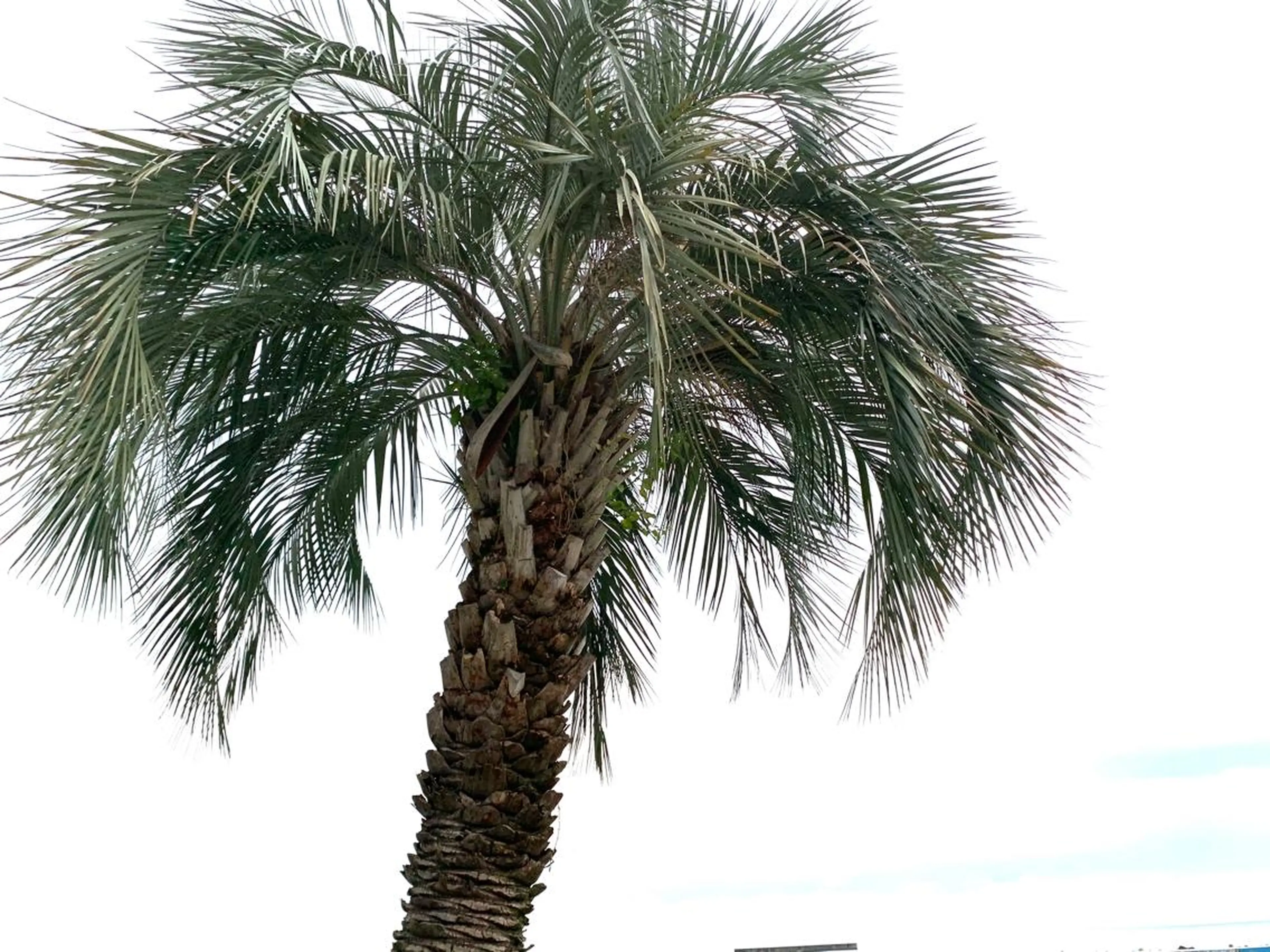 𝐘𝐎𝐒𝐇𝐈 𝐌𝐈🌞🏝のマツエク・マツパデザイン