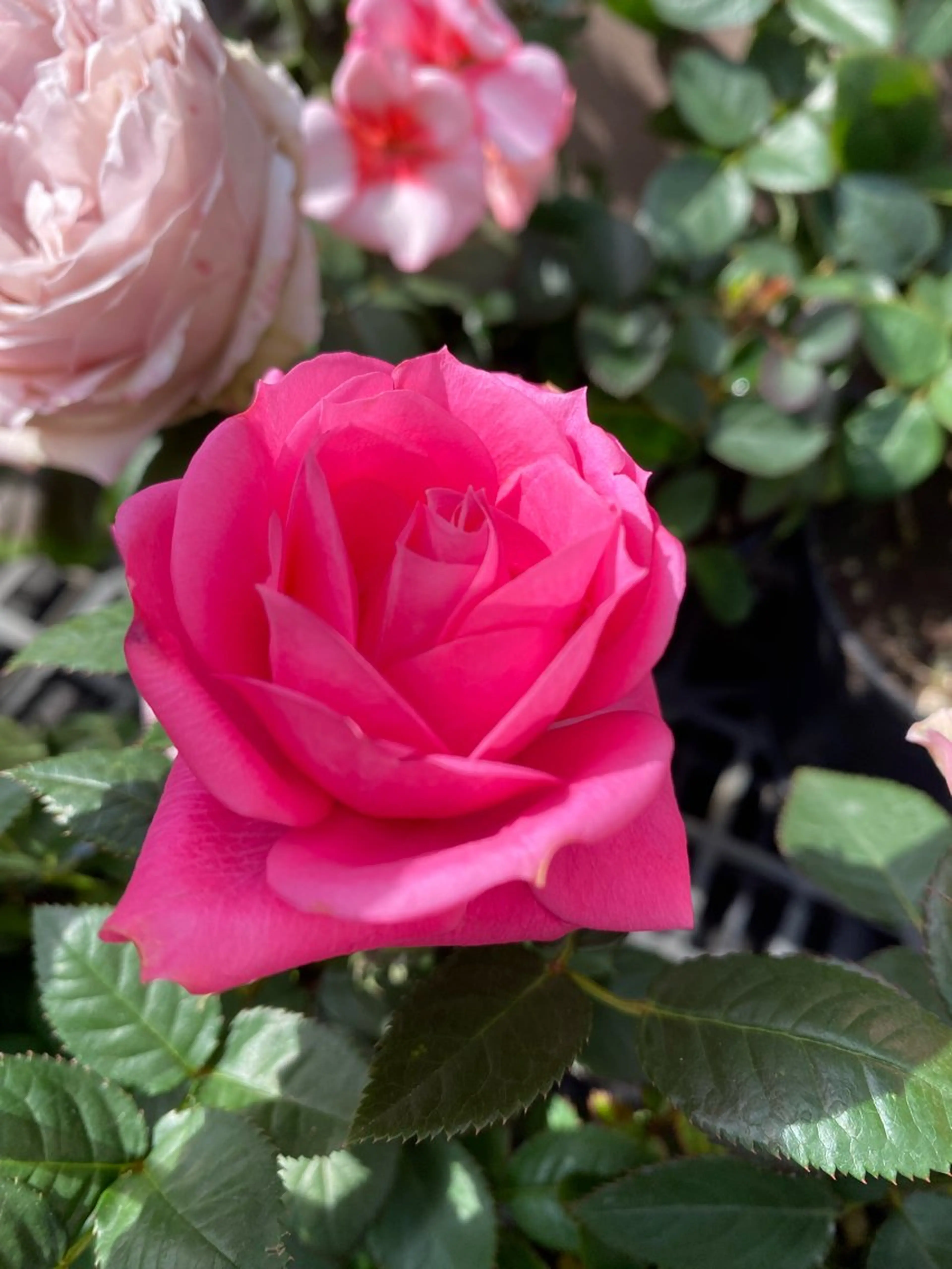 ネイルサロン& スクールGONAのネイルデザイン