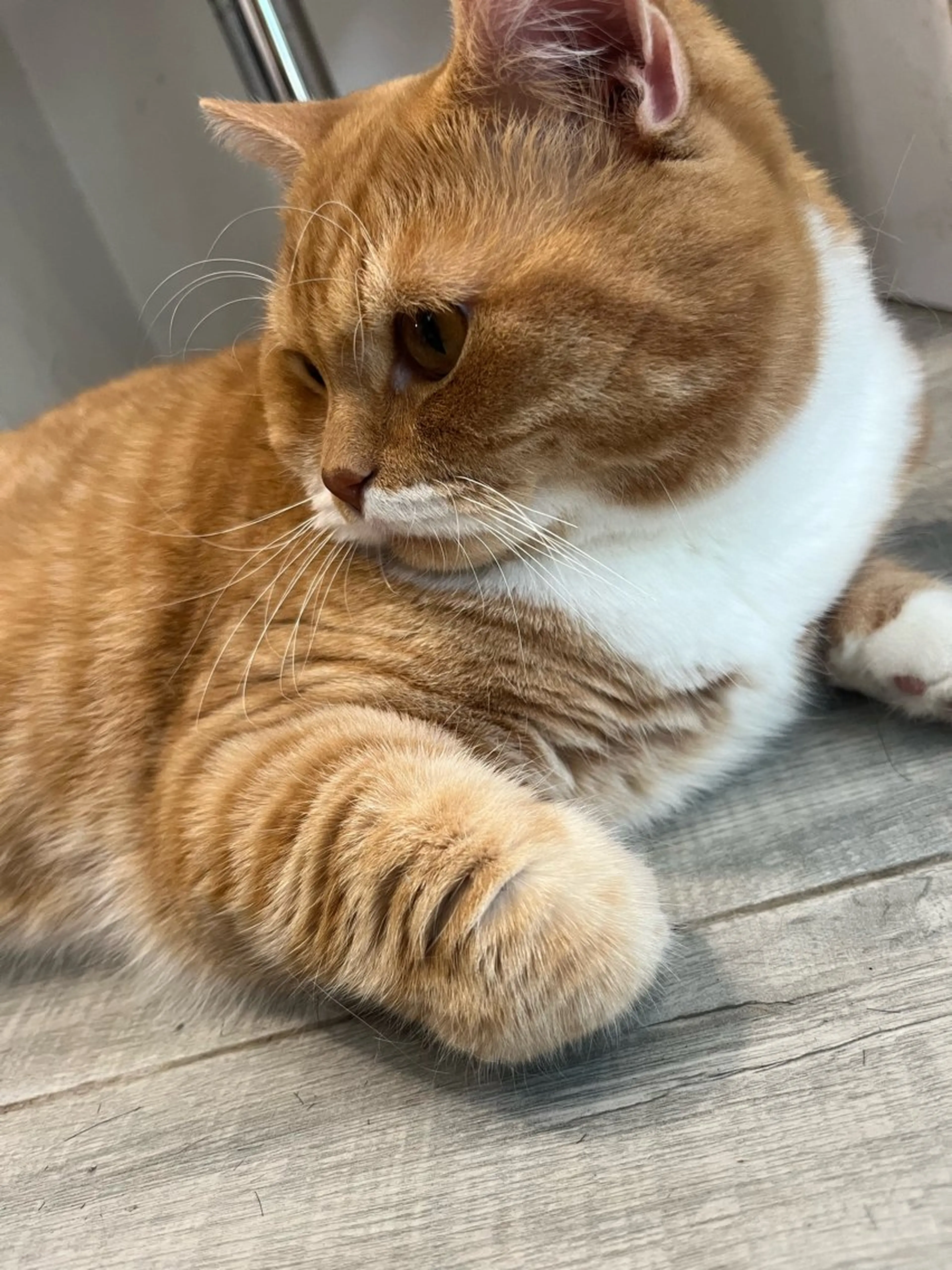 CS made by SHACHU 大分駅前店所属・トメちゃん 🇯🇵🇭🇰のヘアスタイル