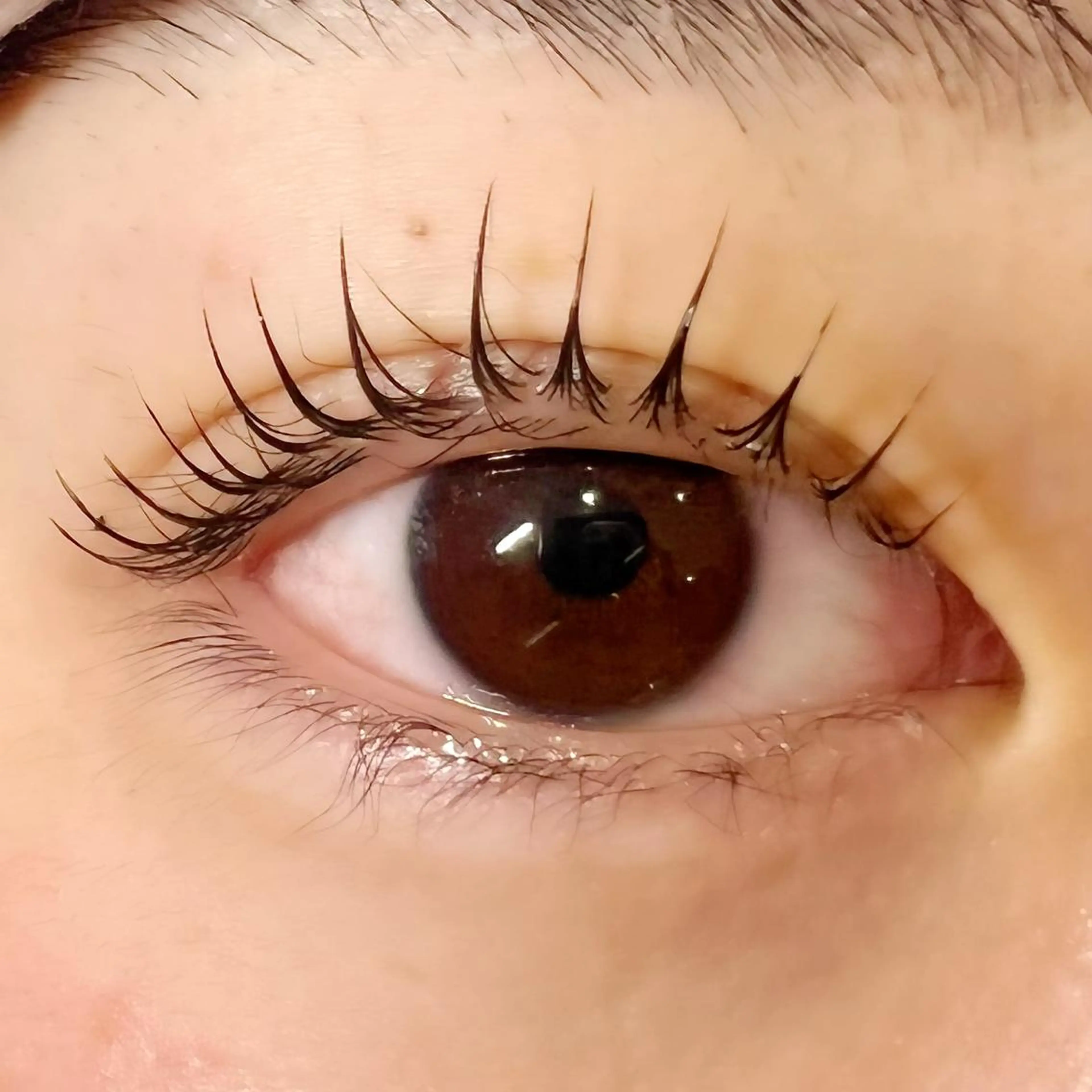 マツエク・マツパ Celeste Venus所属・🧸Celeste Venusのマツエク・マツパデザイン