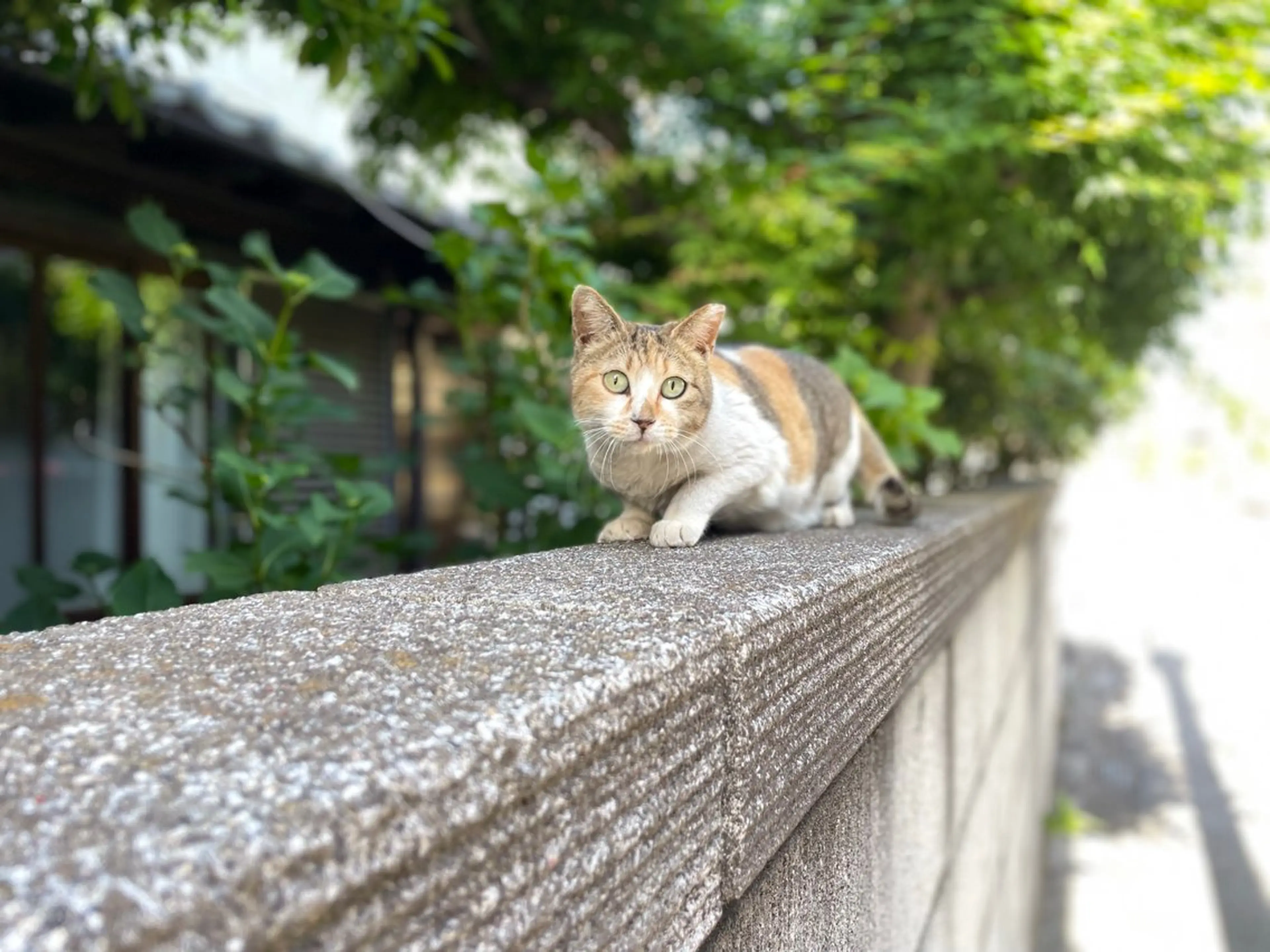 SALONDEHANOKA所属・淵野辺縮毛矯正 ✂️椎葉えまのヘアスタイル