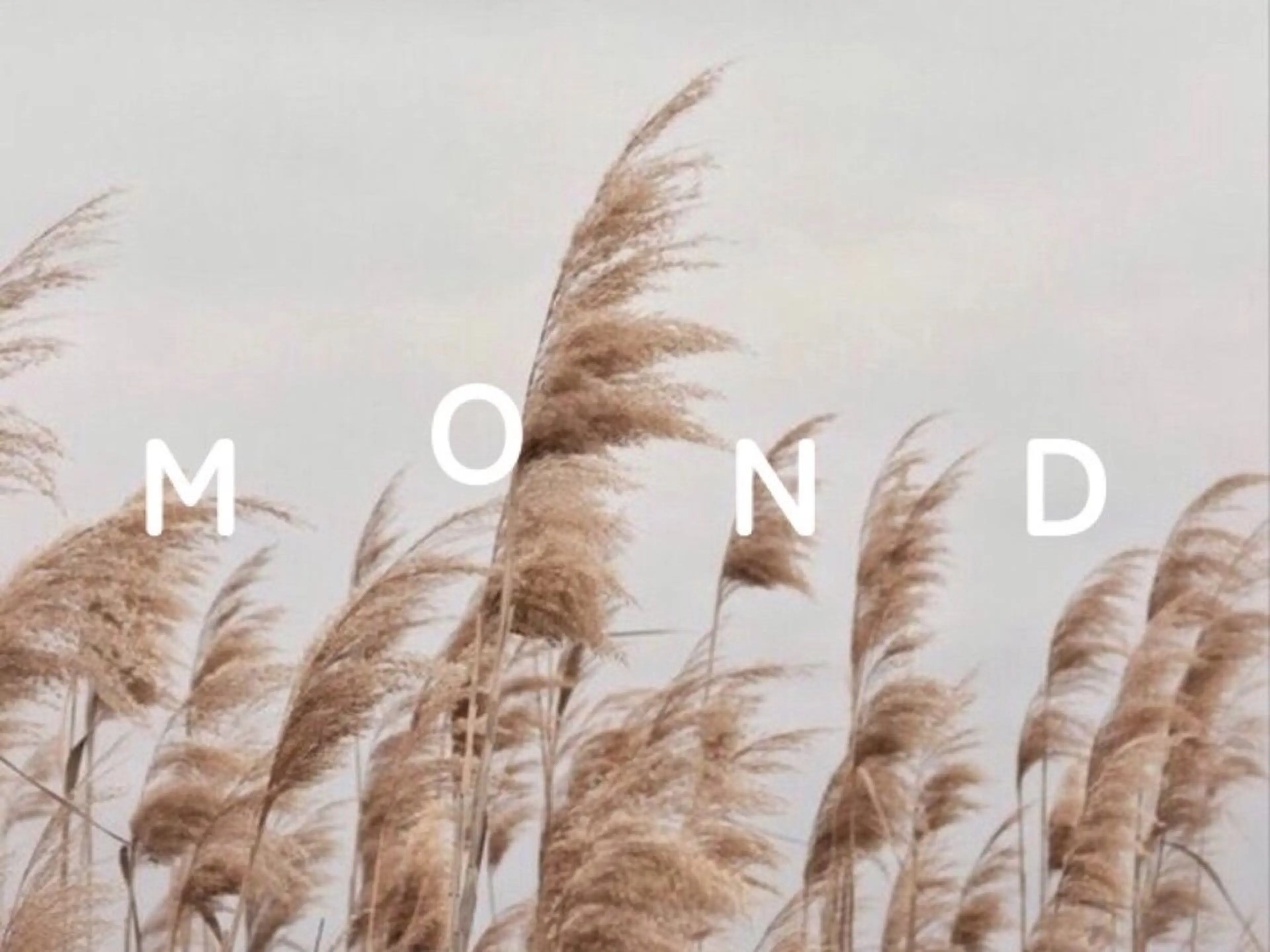 【限定🫧】シャンプー付パリジェンヌ/ラッシュリフトの写真