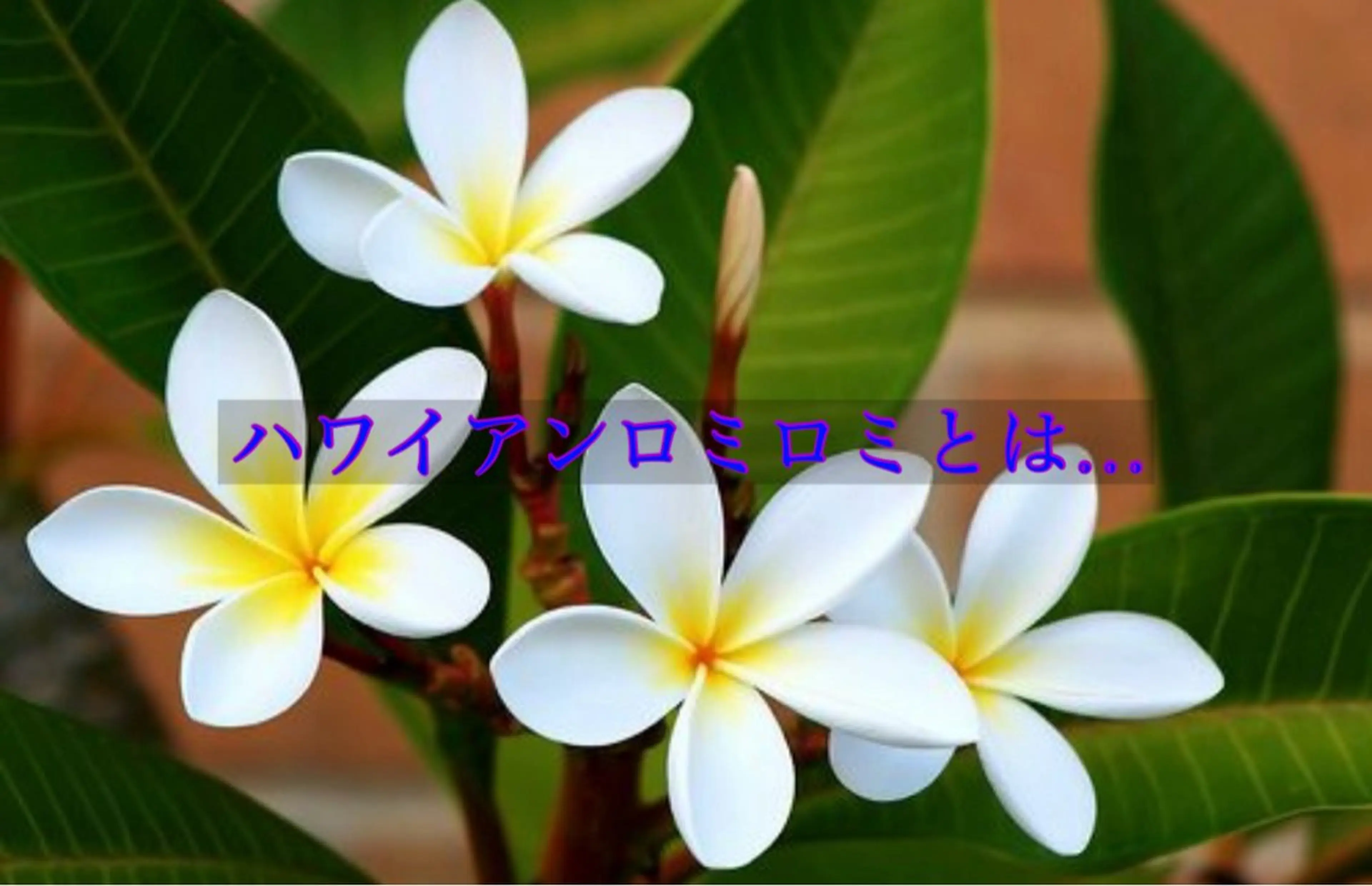 リラク SPA&BEAUTY Shanaのエステ・リラクイメージ