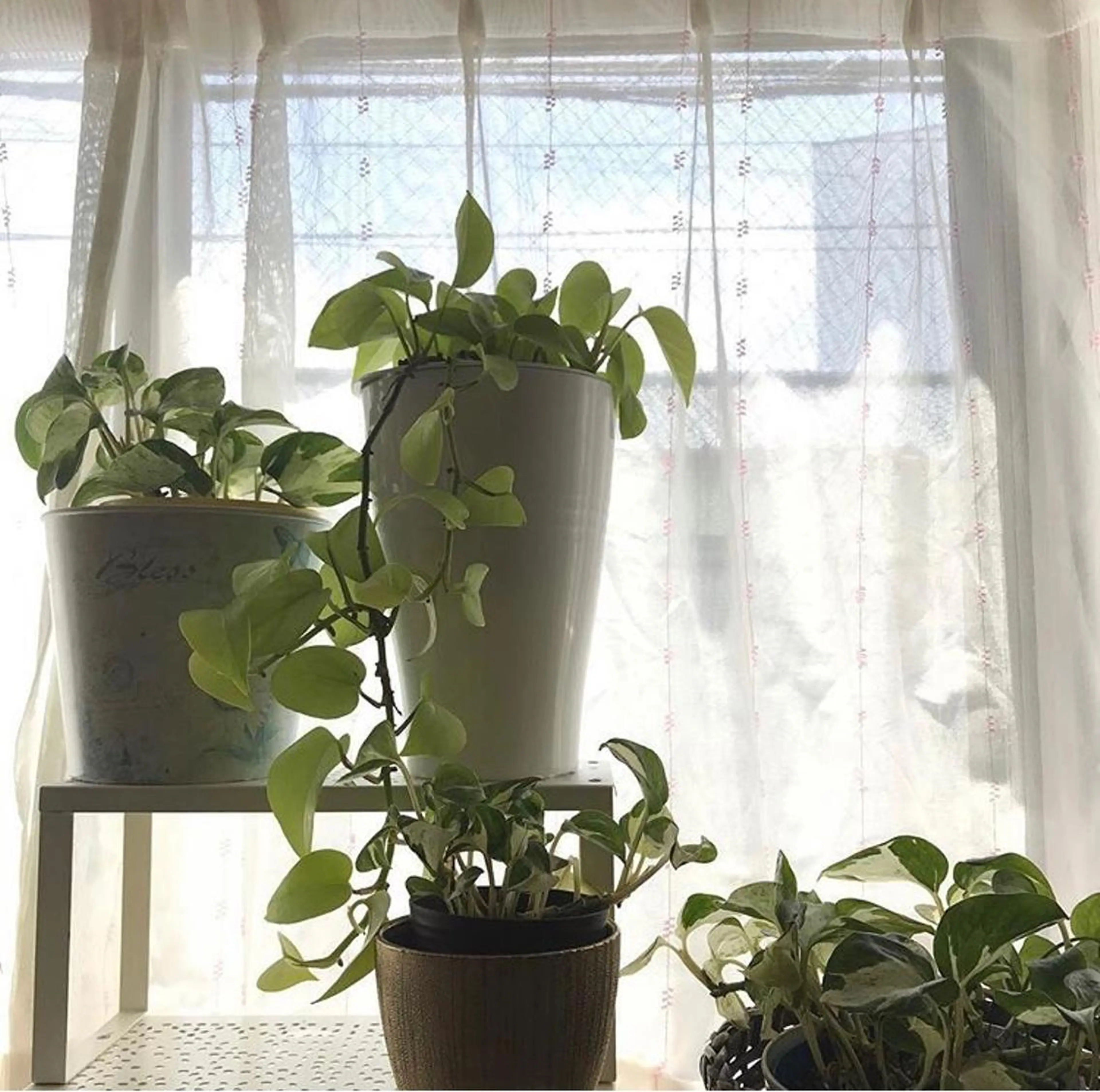 カラー インナーカラー nono/パーマ /顔まわりカット🐈のヘアスタイル