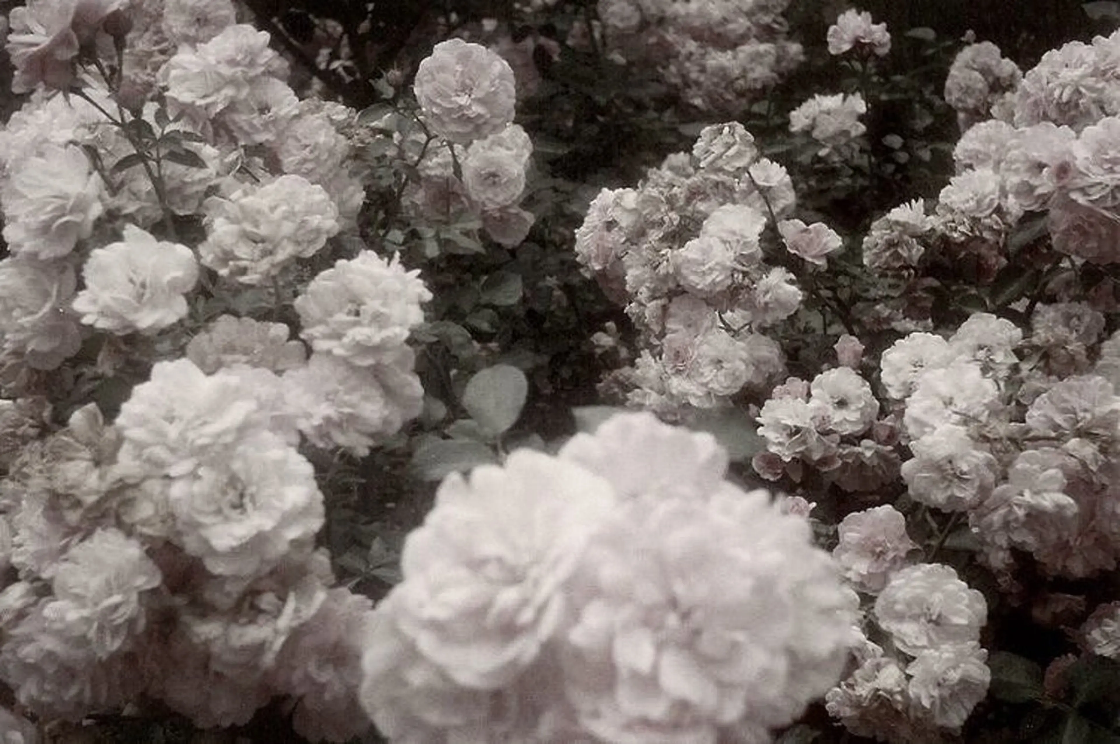 ネイル *Bianca国分寺 IGUCHI✮*｡ﾟのネイルデザイン