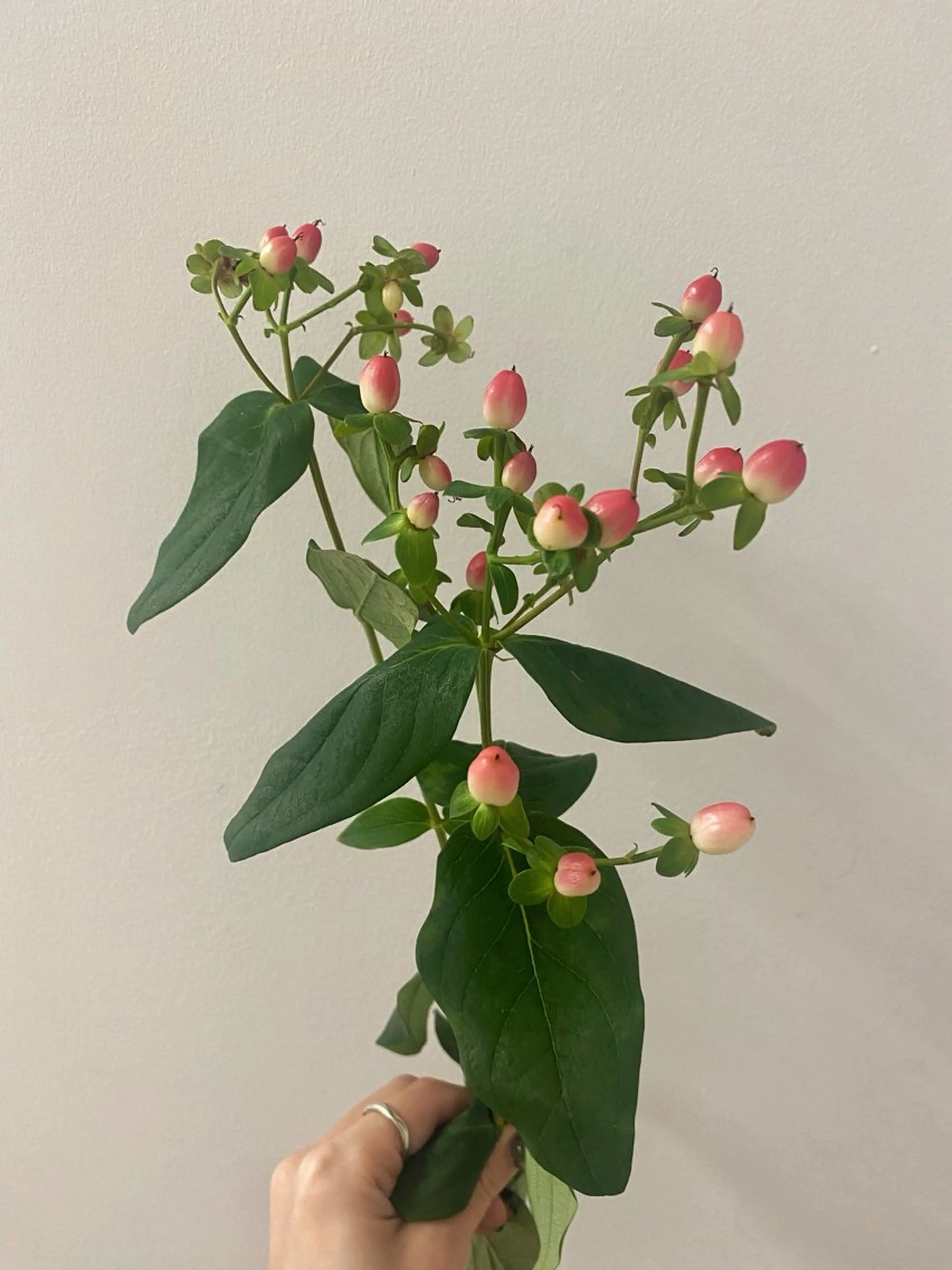 カット ヘアカラー トリートメント 🌻花屋併設🌻濱 幸帆のヘアスタイル