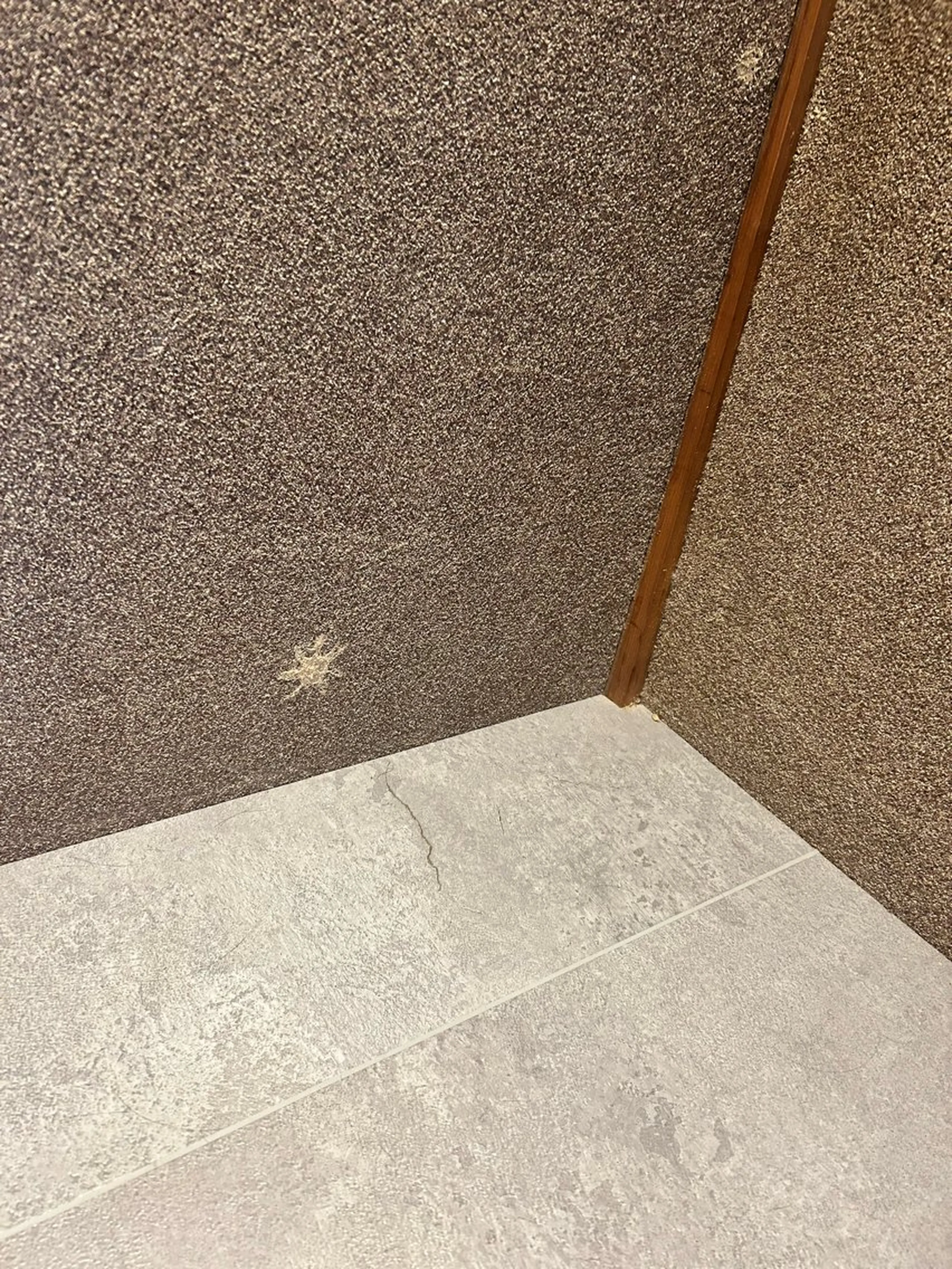 白髪染め艶カラー🪻前処理トリートメント付き🪻｛ショート｝アジュバンシャンプー使用（2種類から選べます）の写真