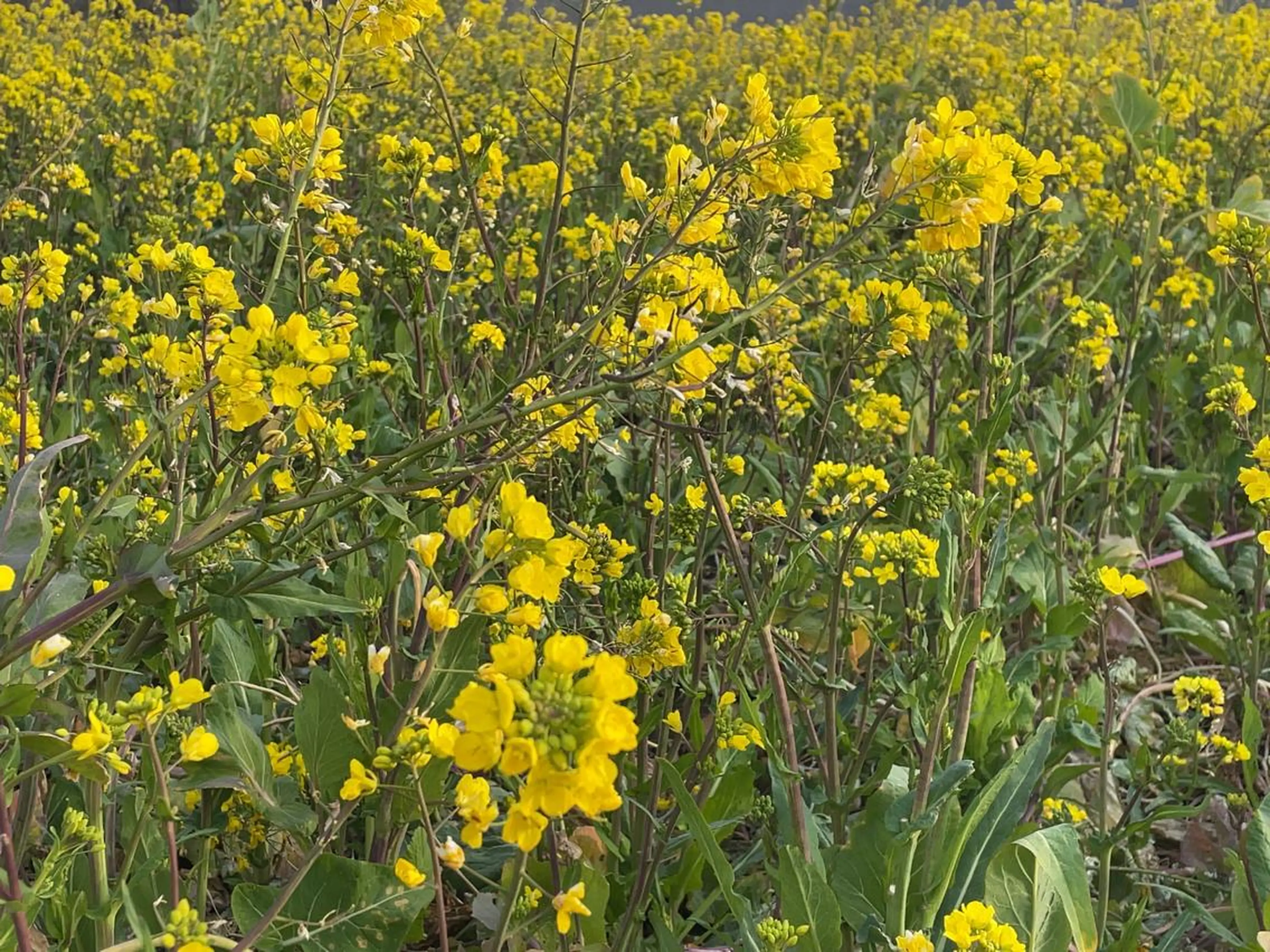 プライベートサロン 花水月のエステ・リラクイメージ