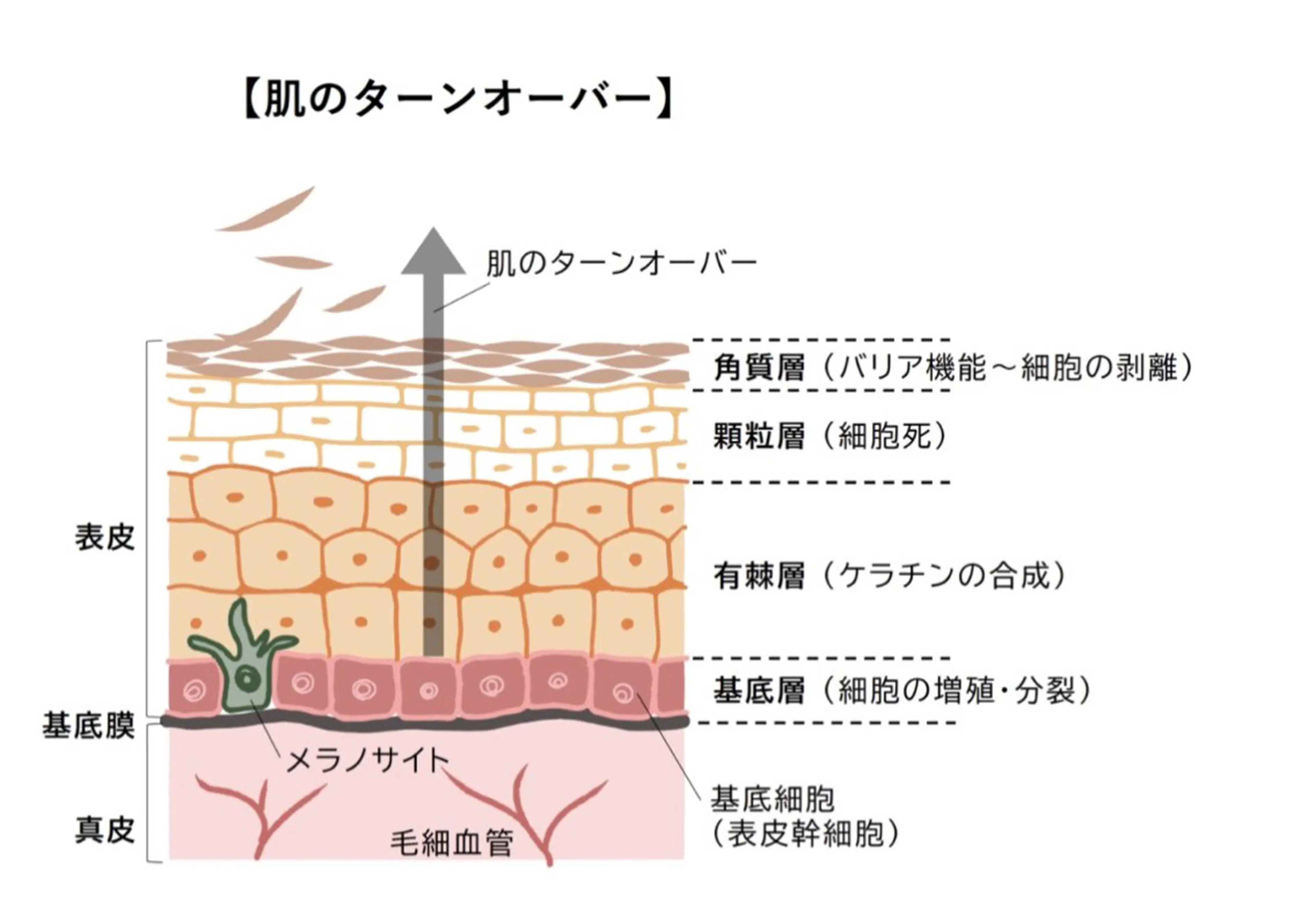 BIJOU八井 美加のエステ・リラクイメージ