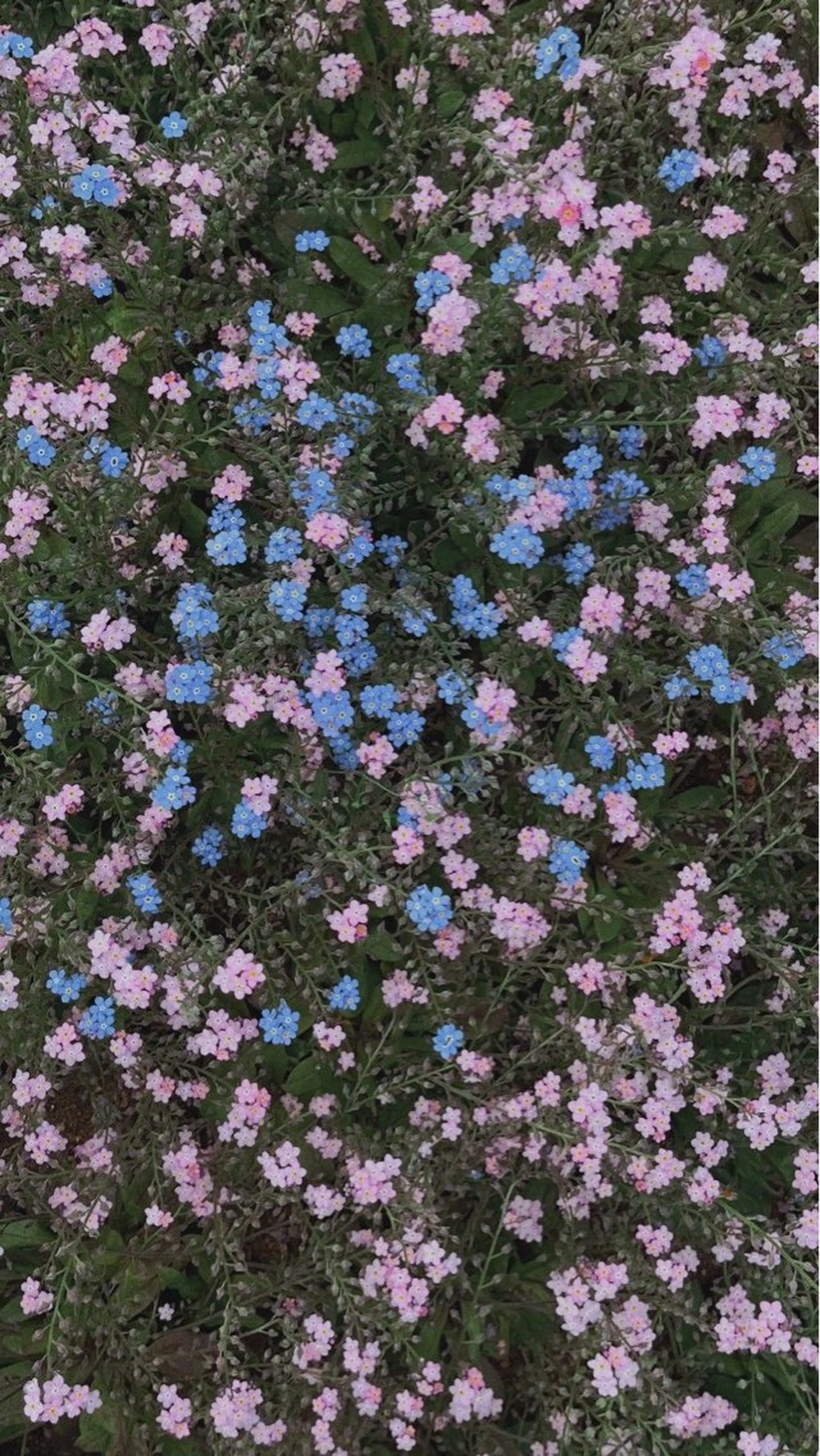 オト/レイヤー/ Wカラー/メンズのヘアスタイル