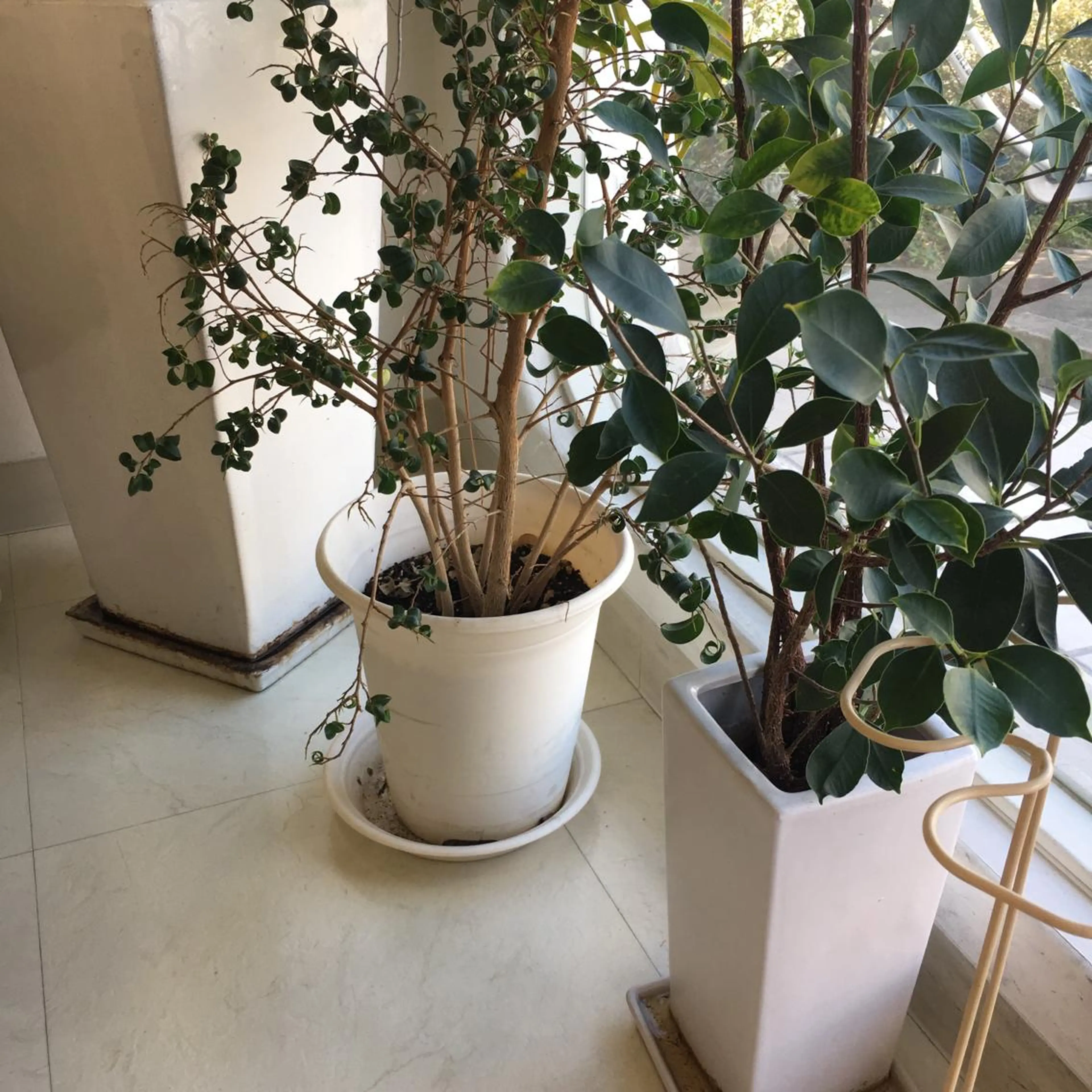 ipse所属・桑田 綾香のエステ・リラクイメージ