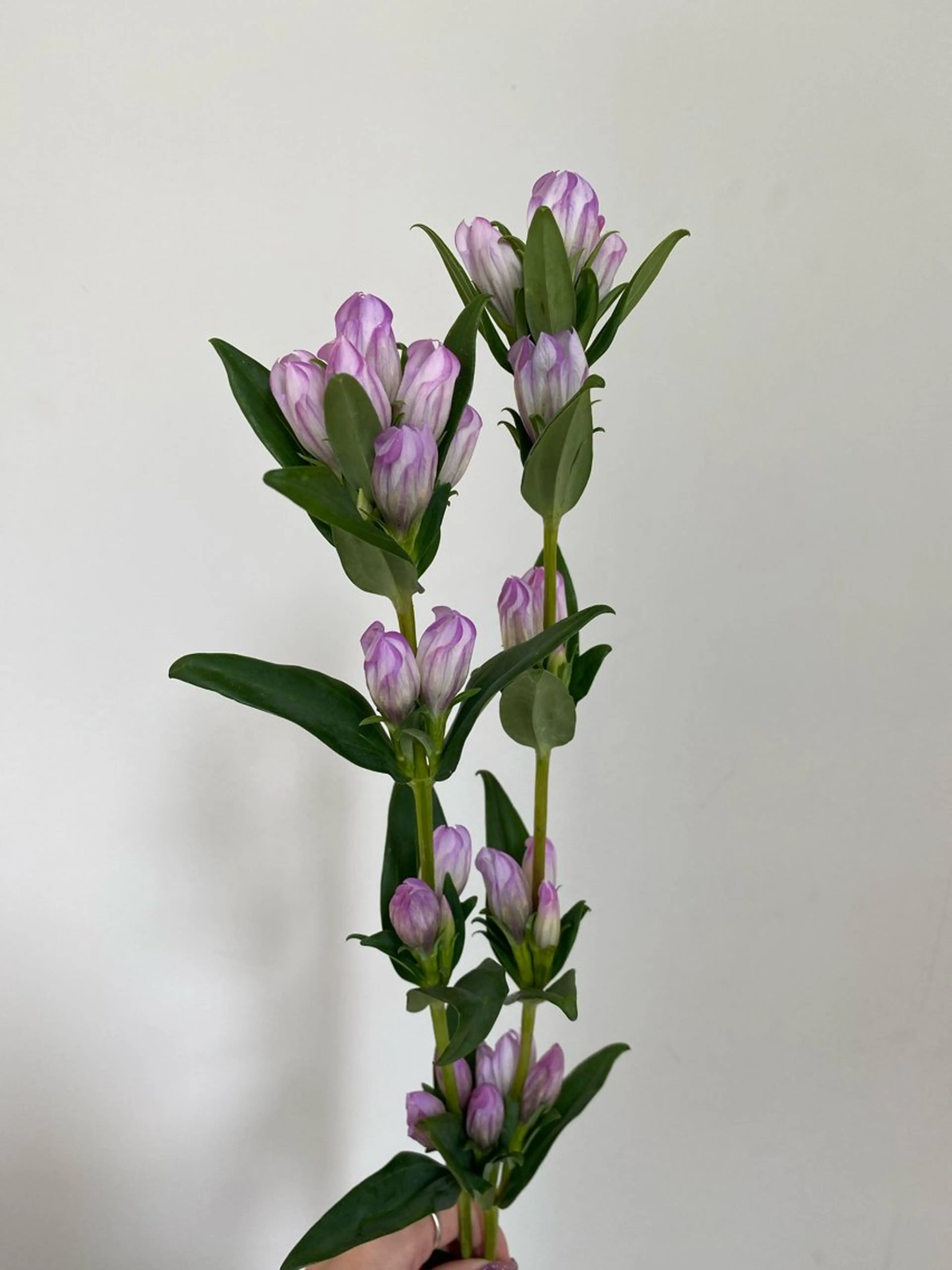 カット ヘアカラー トリートメント 🌻花屋併設🌻濱 幸帆のヘアスタイル