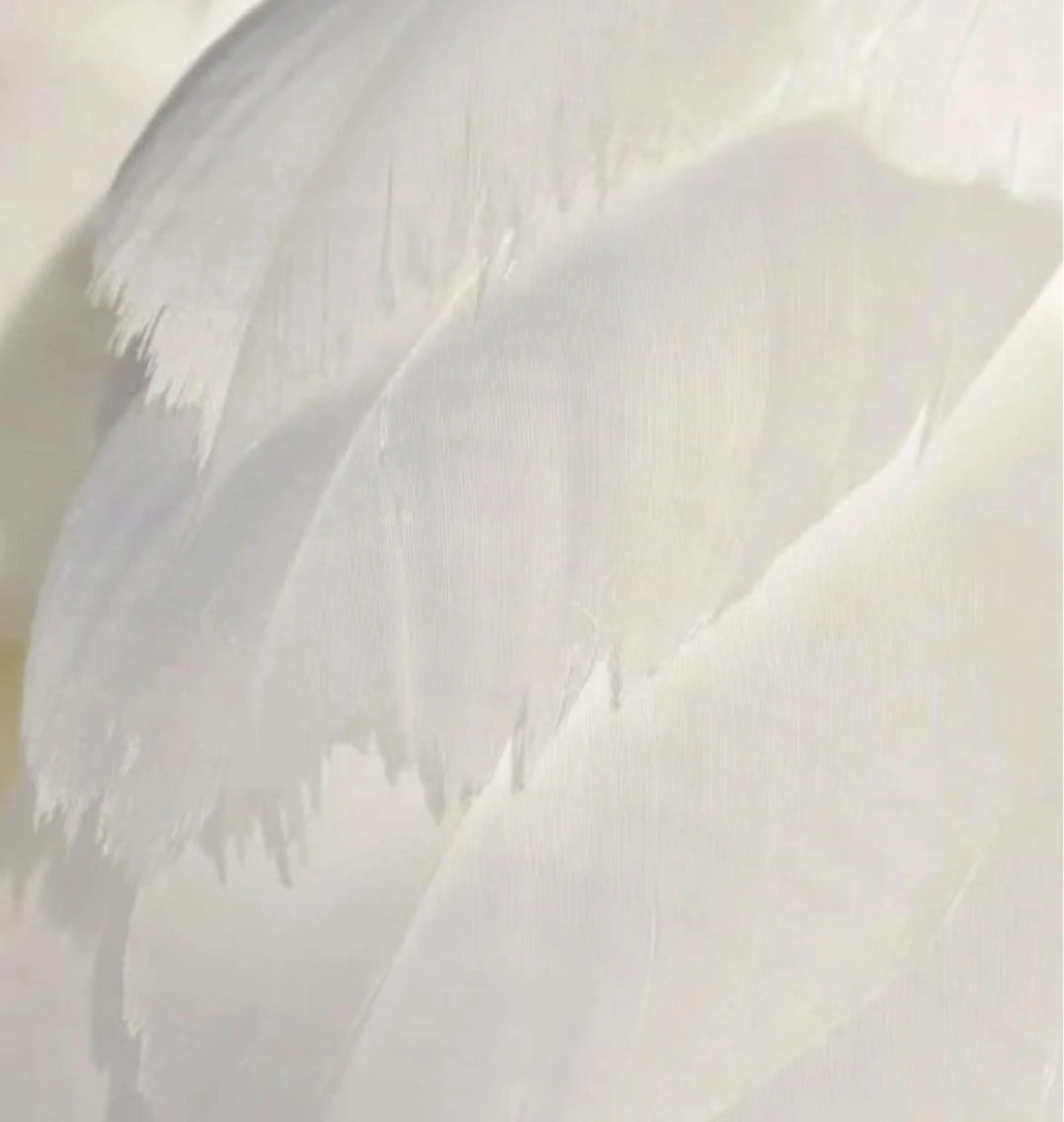 マツエク・マツパ モテデザインのプロ モモ🍑のマツエク・マツパデザイン