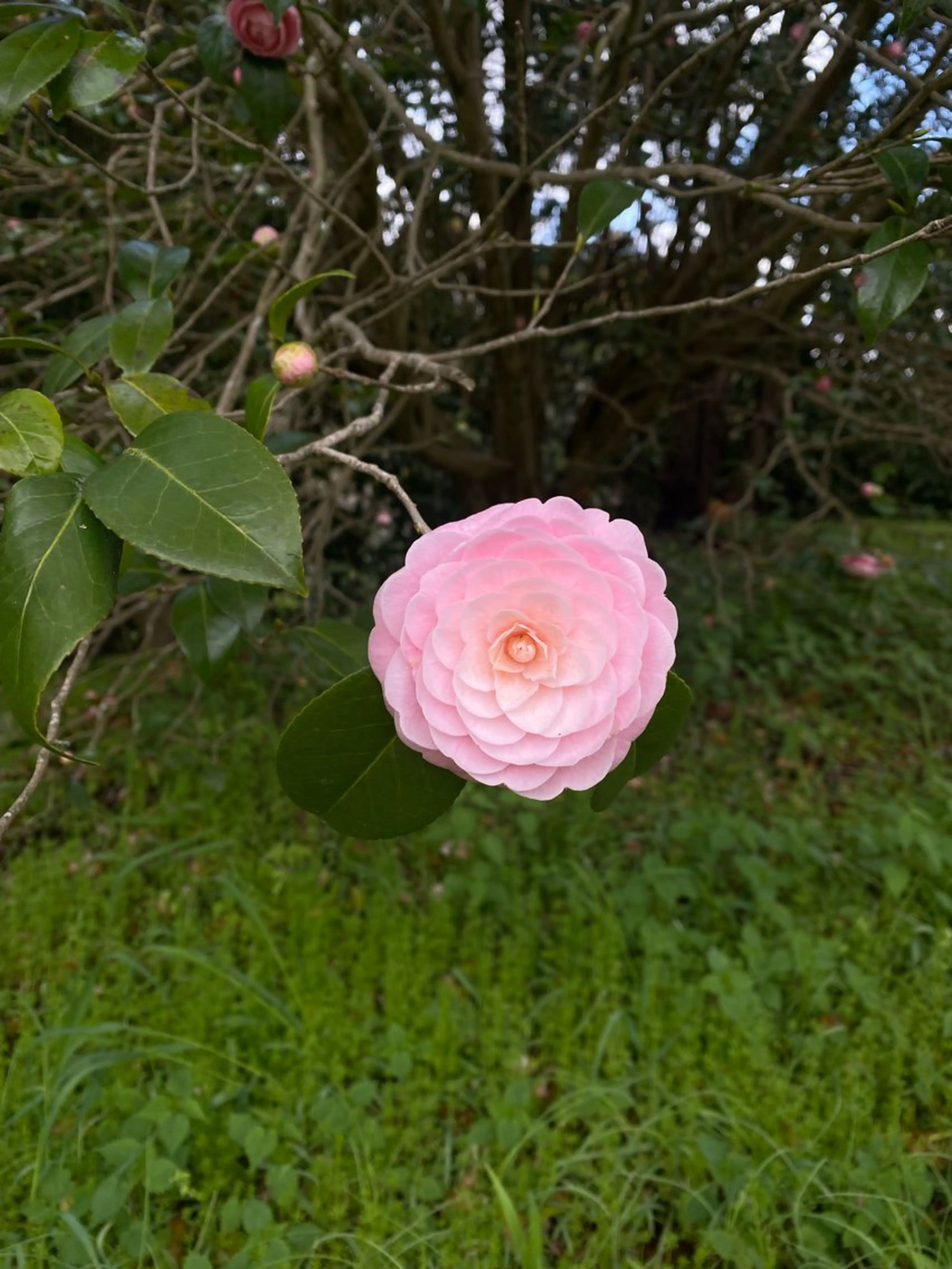 nano/きもかわ nail🐬🫧のネイルデザイン