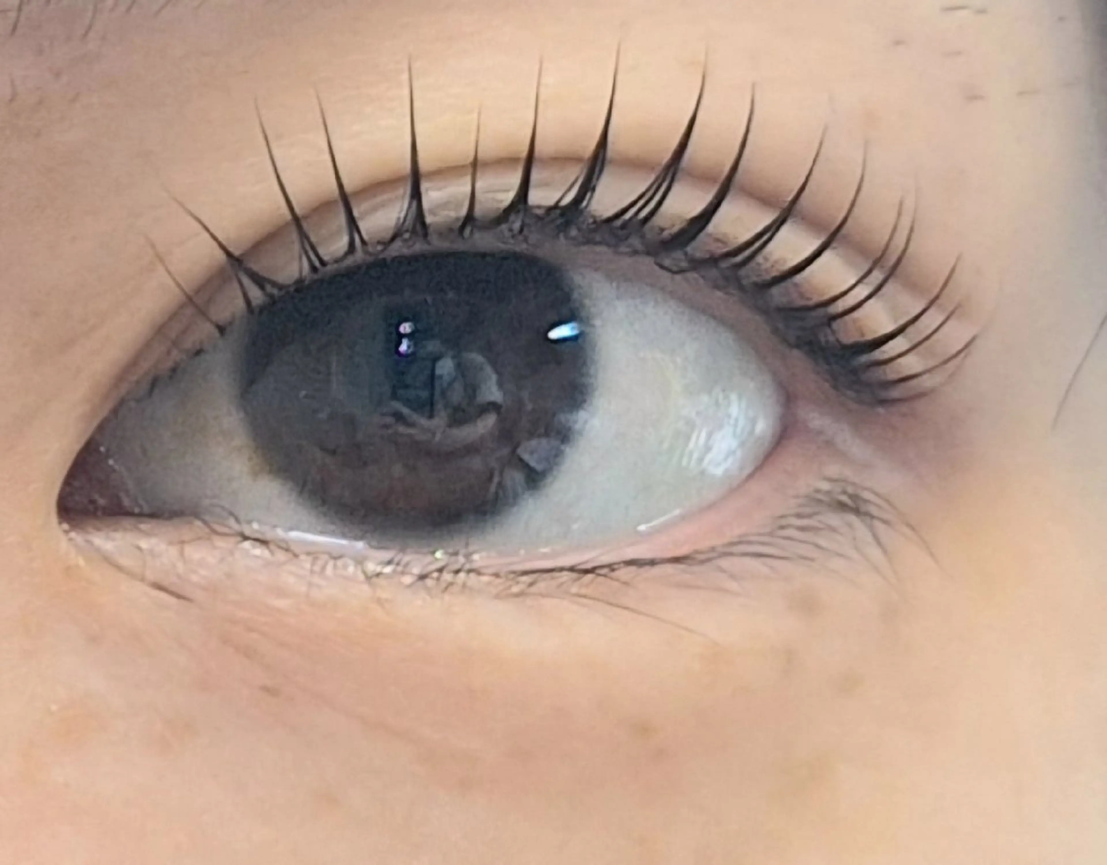 🌟パリジェンヌラッシュリフト🌟コーティング仕上げ付き🩵の写真