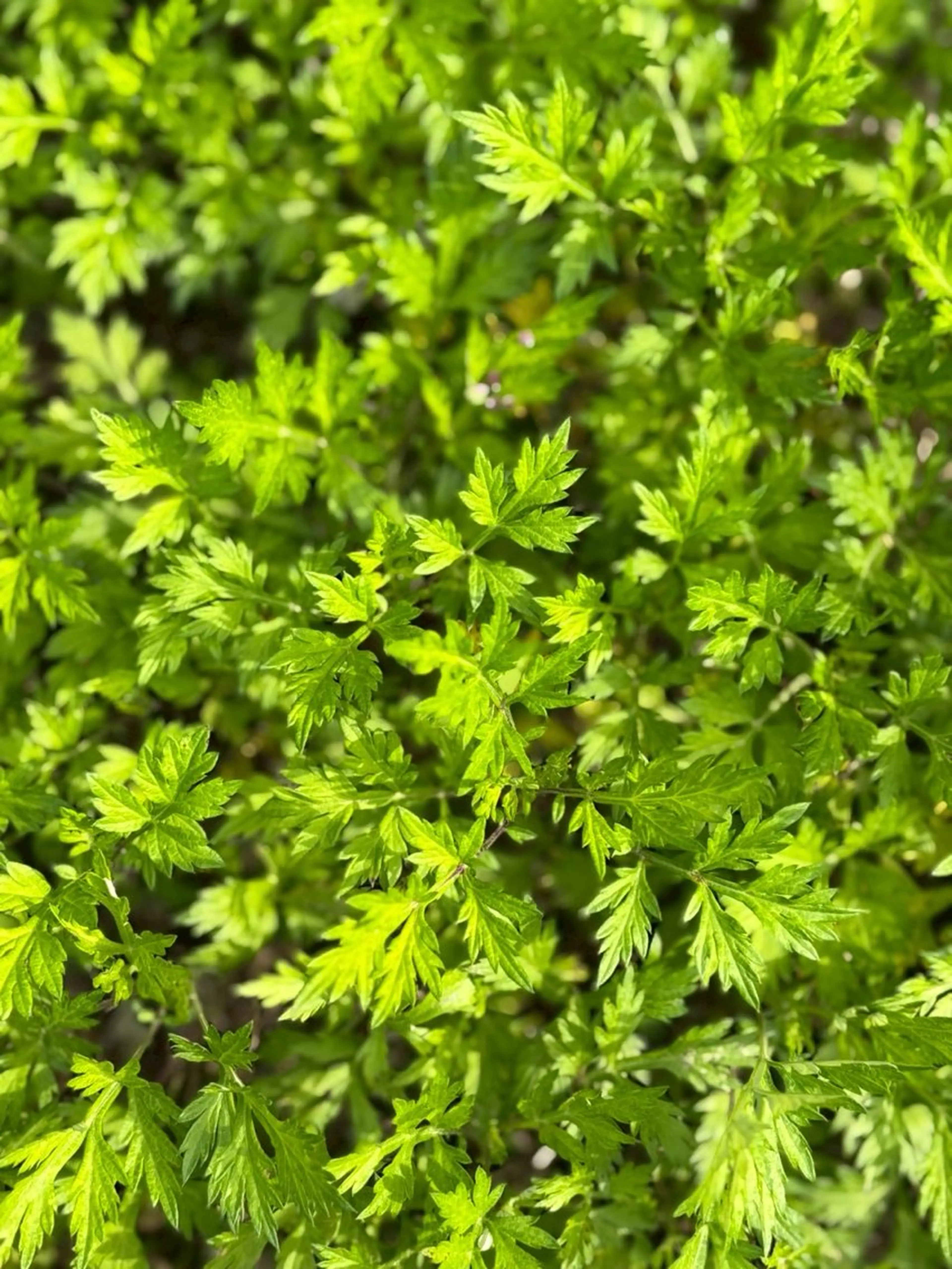 LAREPOP所属・kawashima haruのネイルデザイン