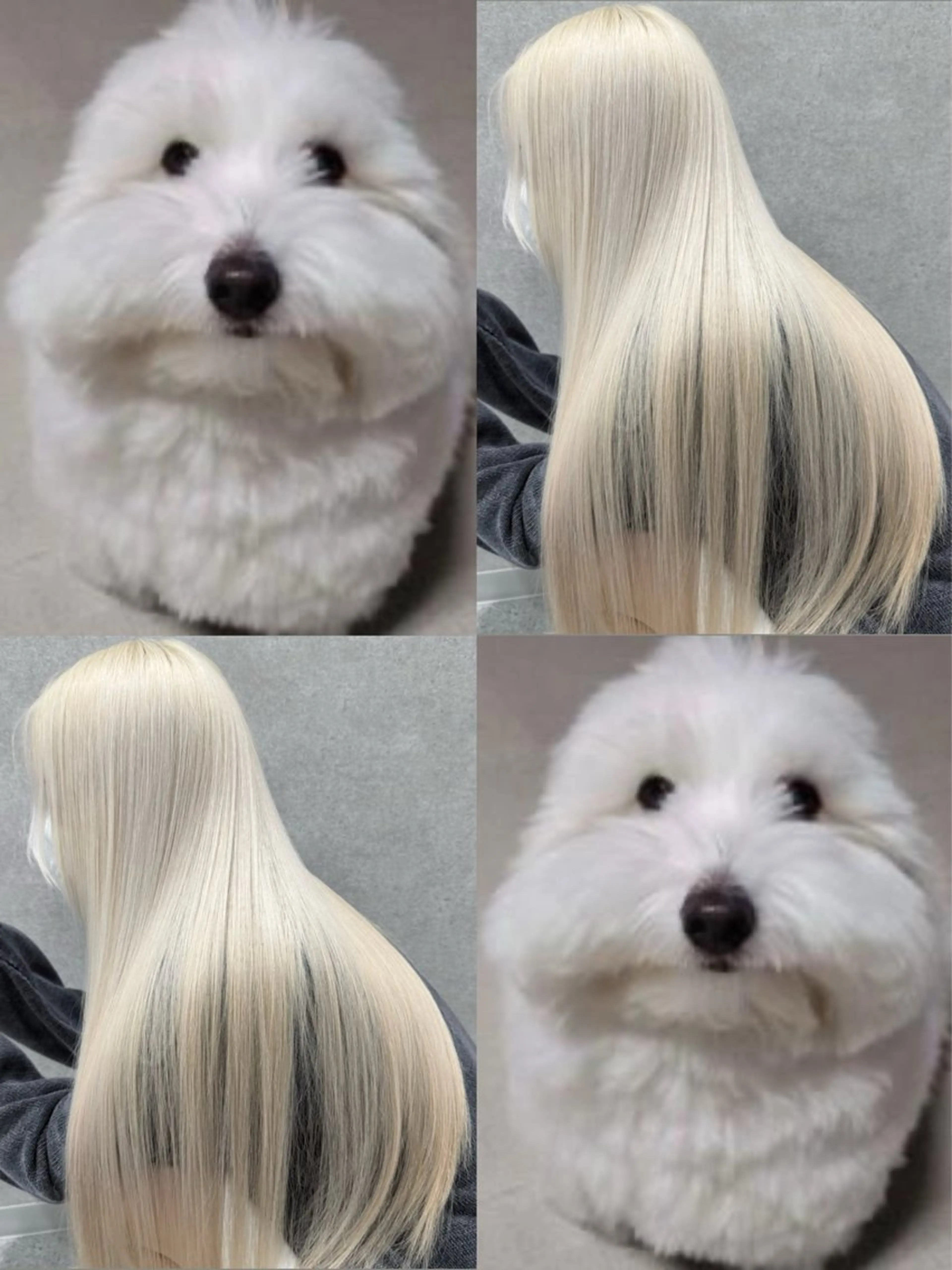 カラー ハイトーン/透明感 艶カラー/SAKI‎のヘアスタイル