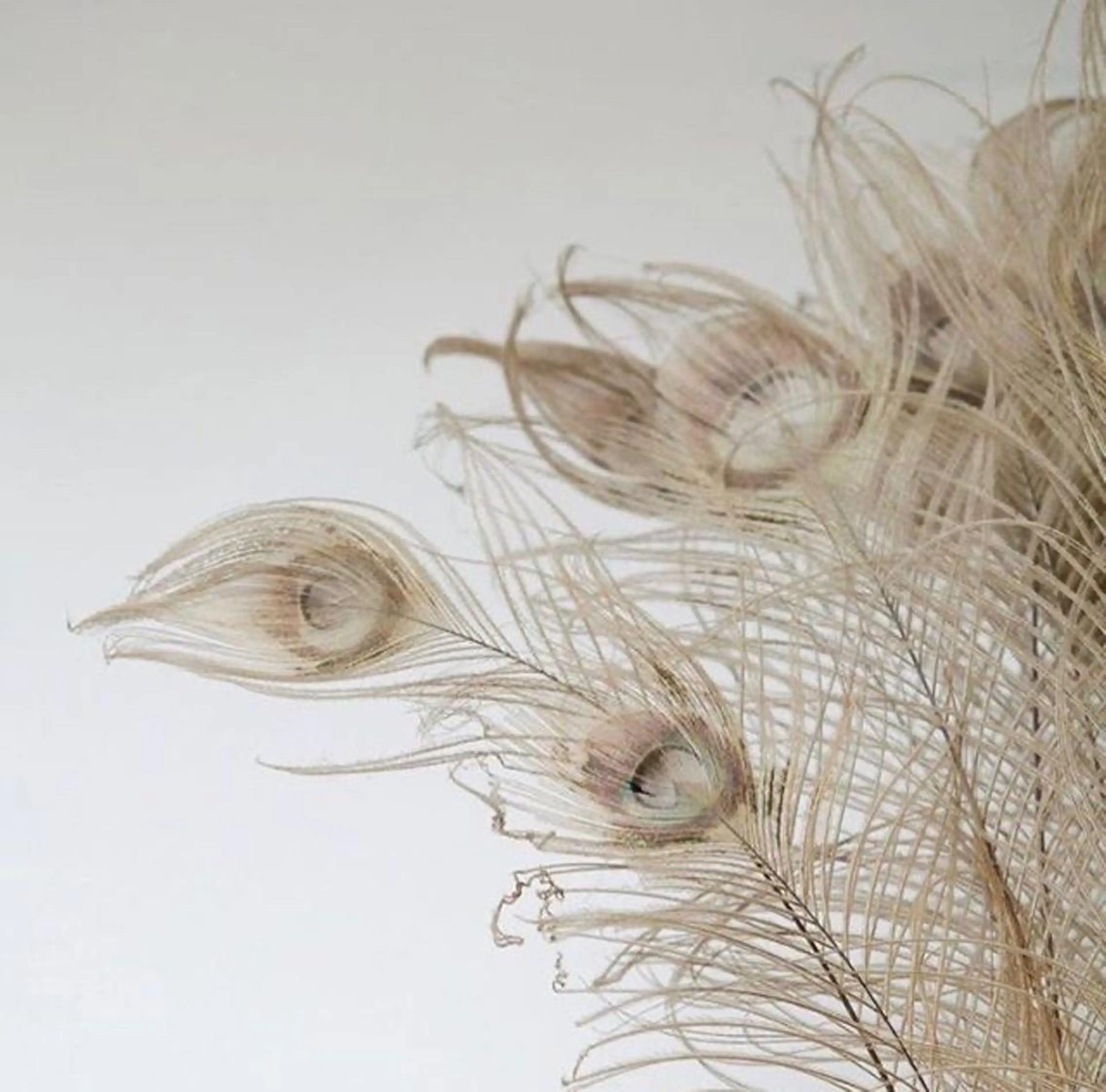 マツエク・マツパ マツエク まつえく屋さん 【M A L O】のマツエク・マツパデザイン