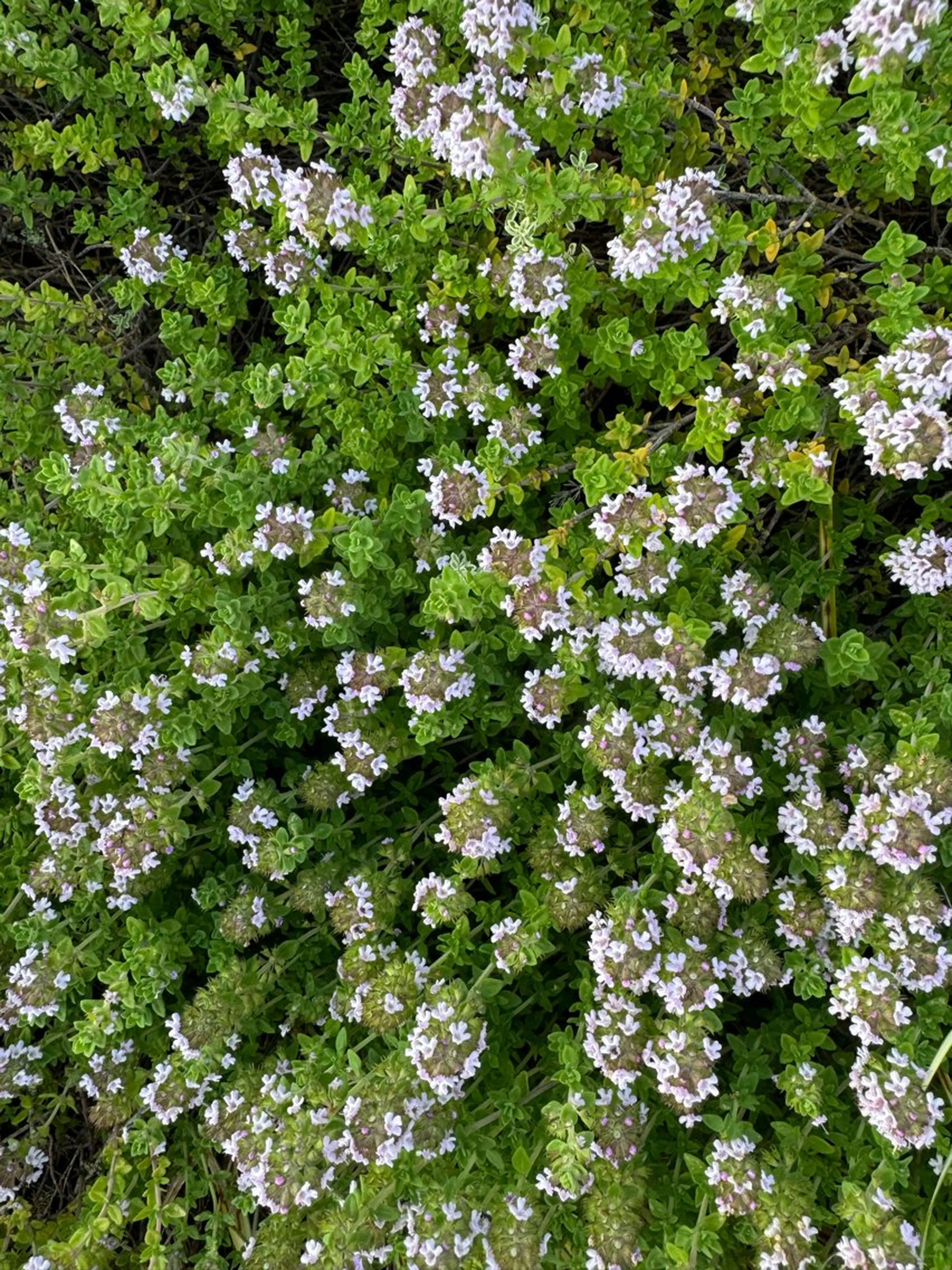 Eleanor 自由が丘ANNEX所属・個室サロン🌼万希 ヘアケア/ヘッドスパのヘアスタイル