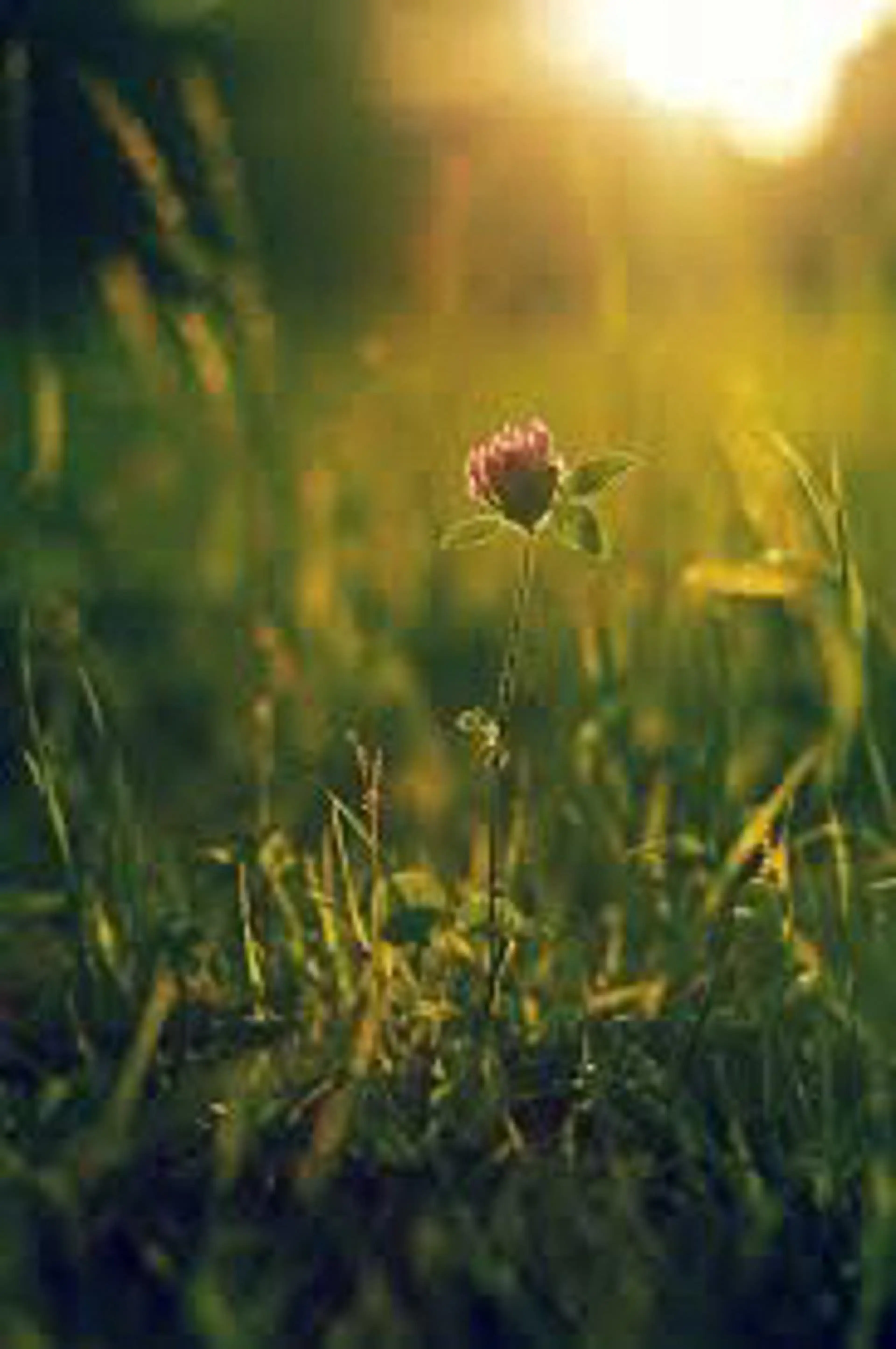 🌼二本柳 🌼のヘアスタイル