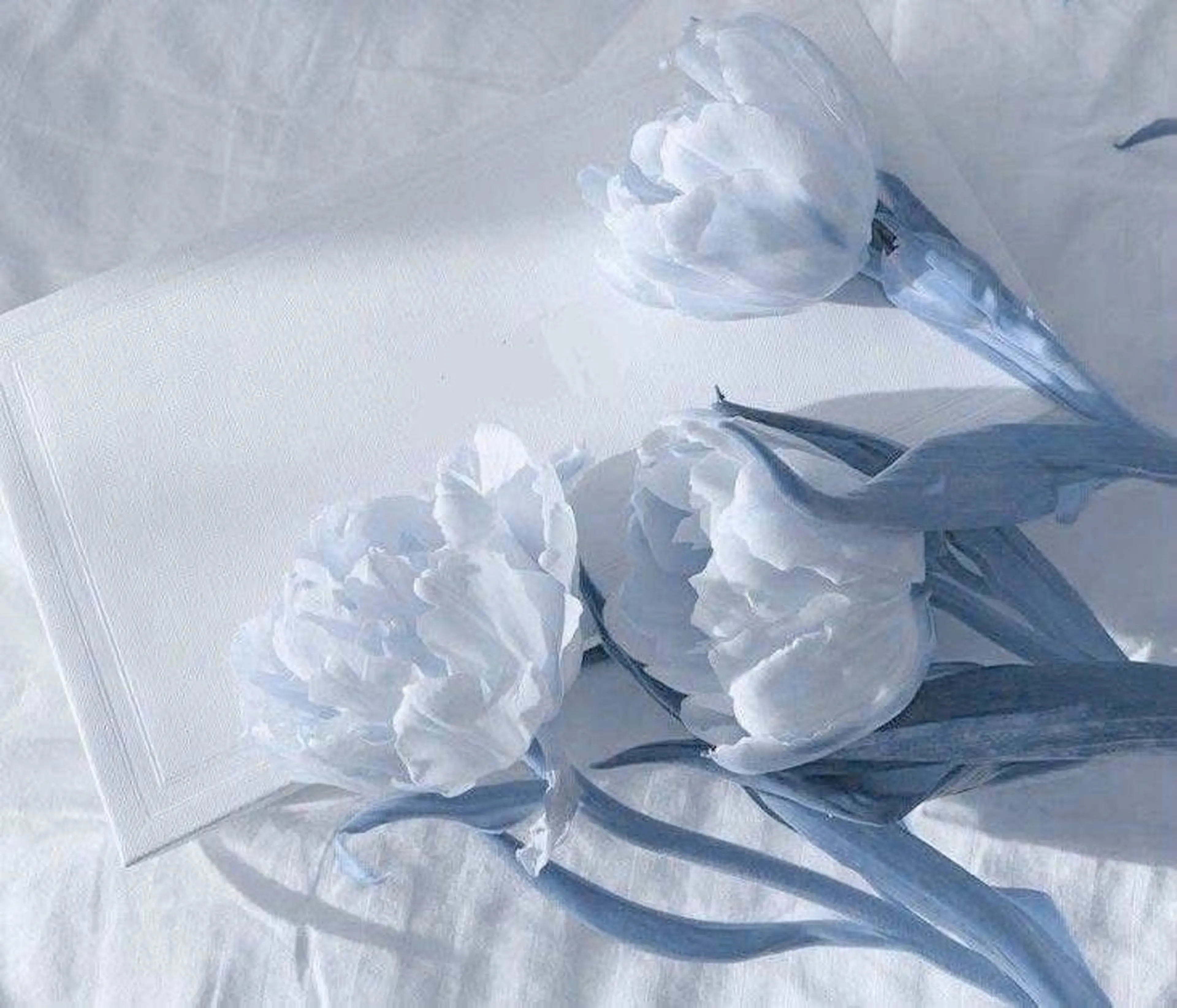 Bianca 銀座 Hinanoのネイルデザイン