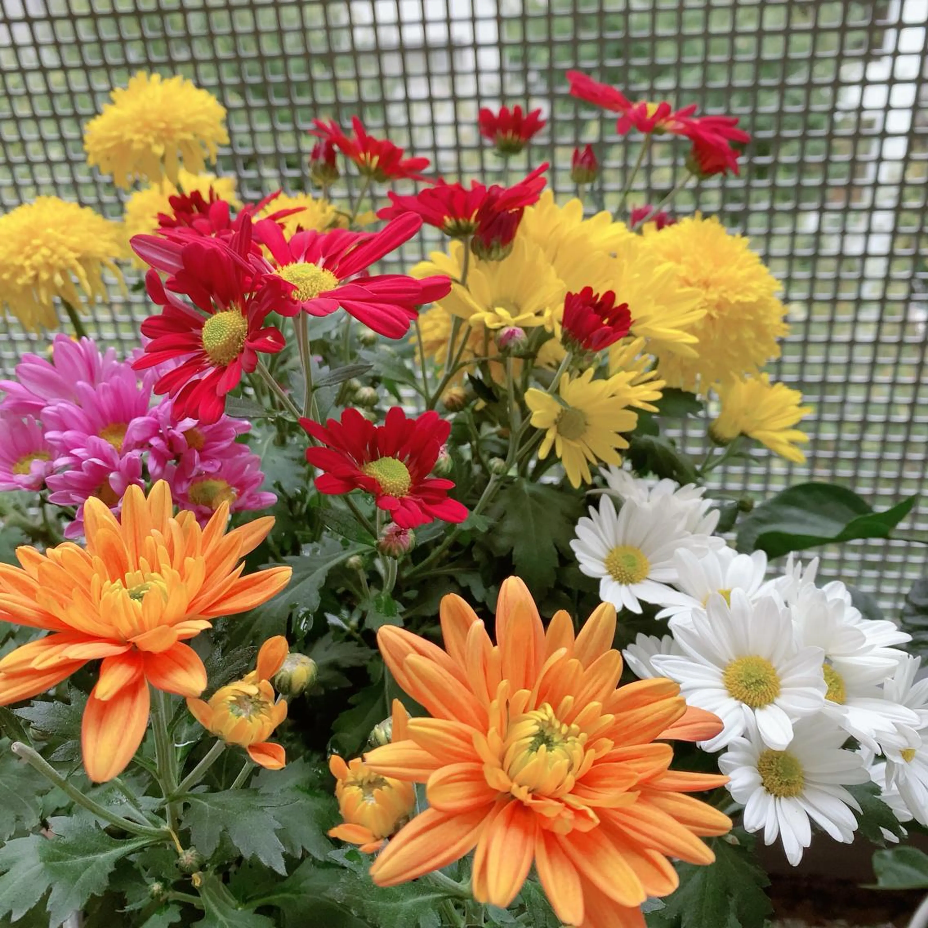 カラー パーマ マツエク・マツパ アイブロウ 神山 ビューティー・アイのマツエク・マツパデザイン