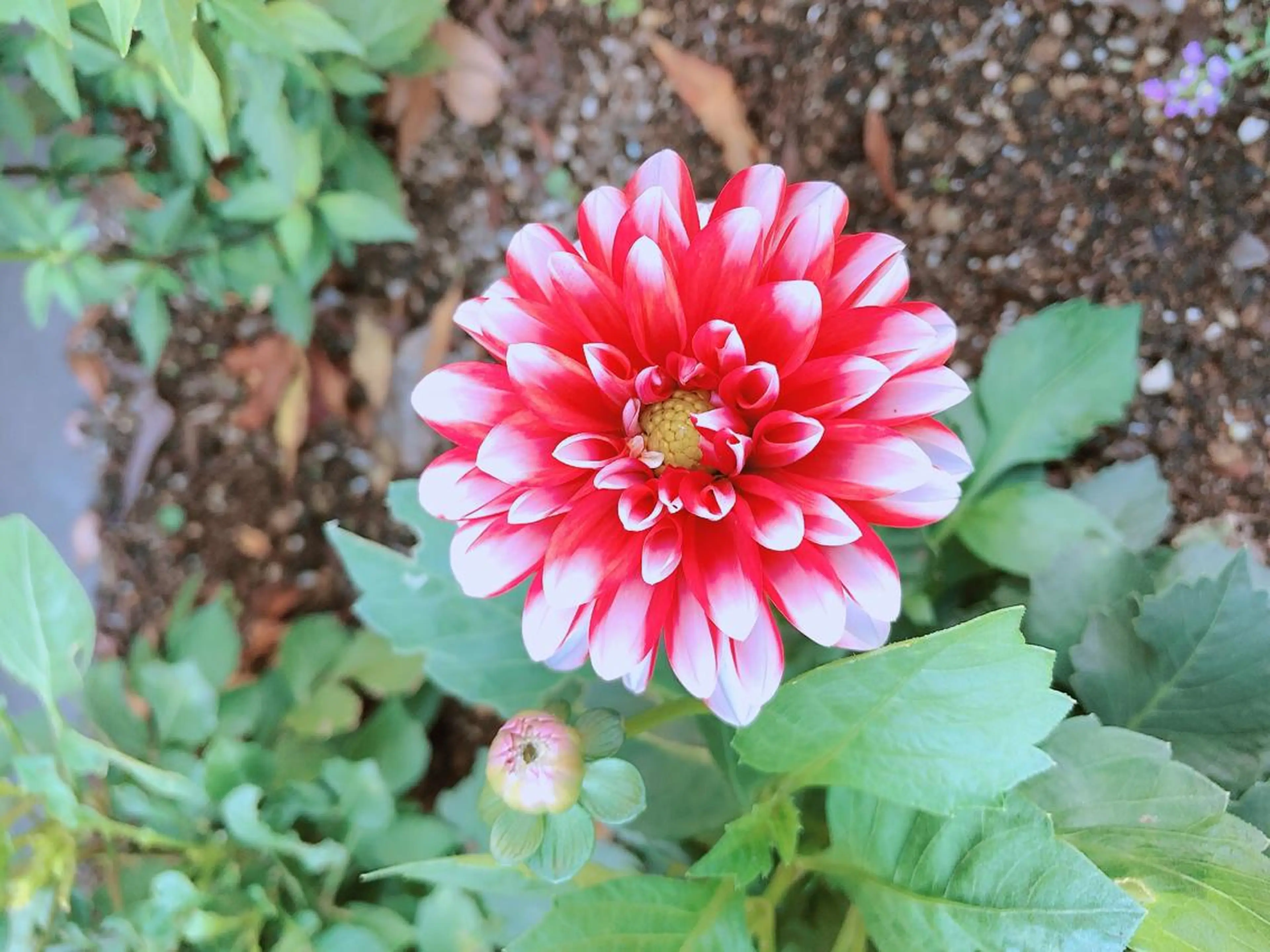 マツエク・マツパ なかむら 🪡のマツエク・マツパデザイン