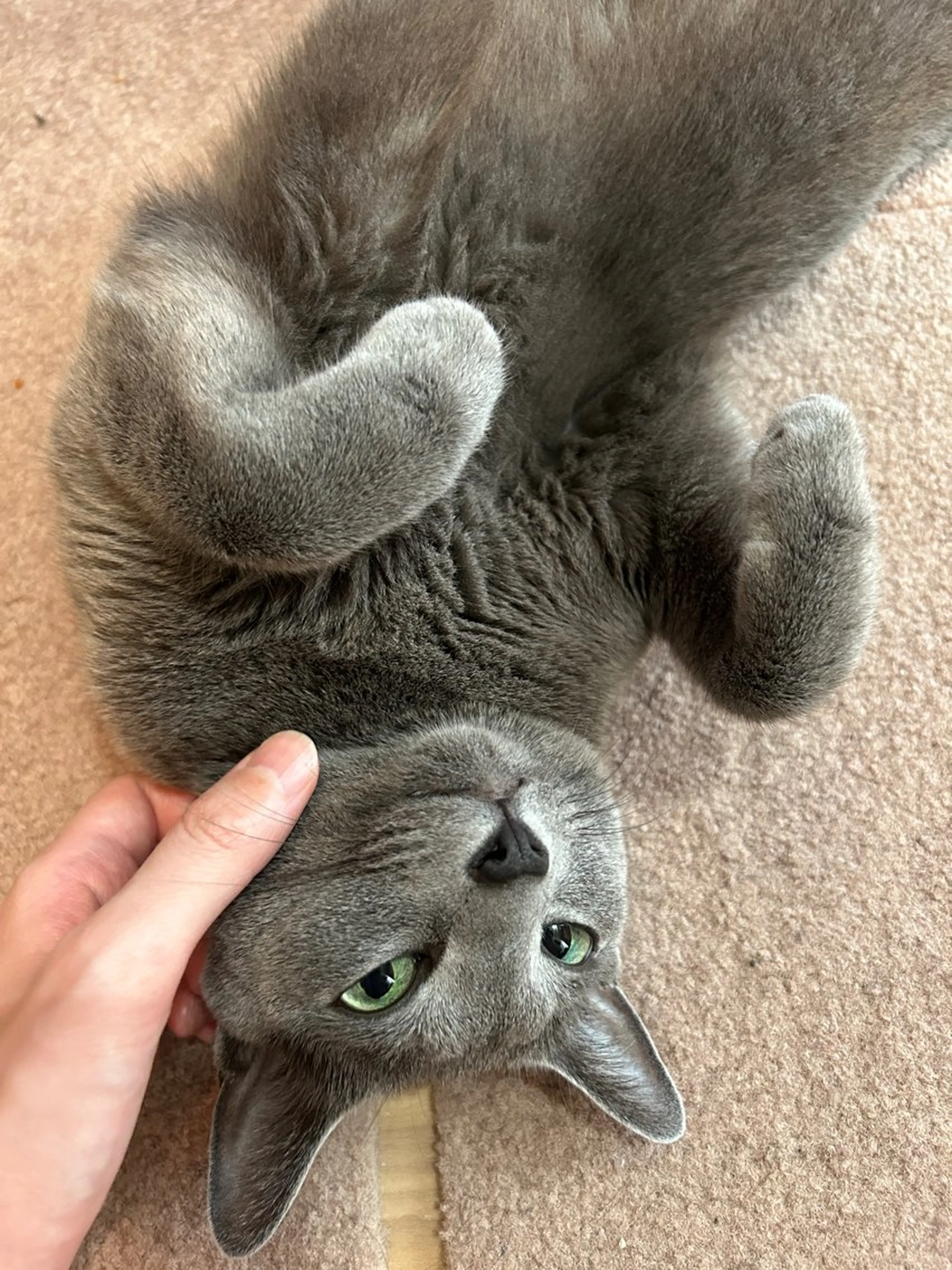 ショート アニメ,Vオタク× 即効痩せエステサロンのエステ・リラクイメージ