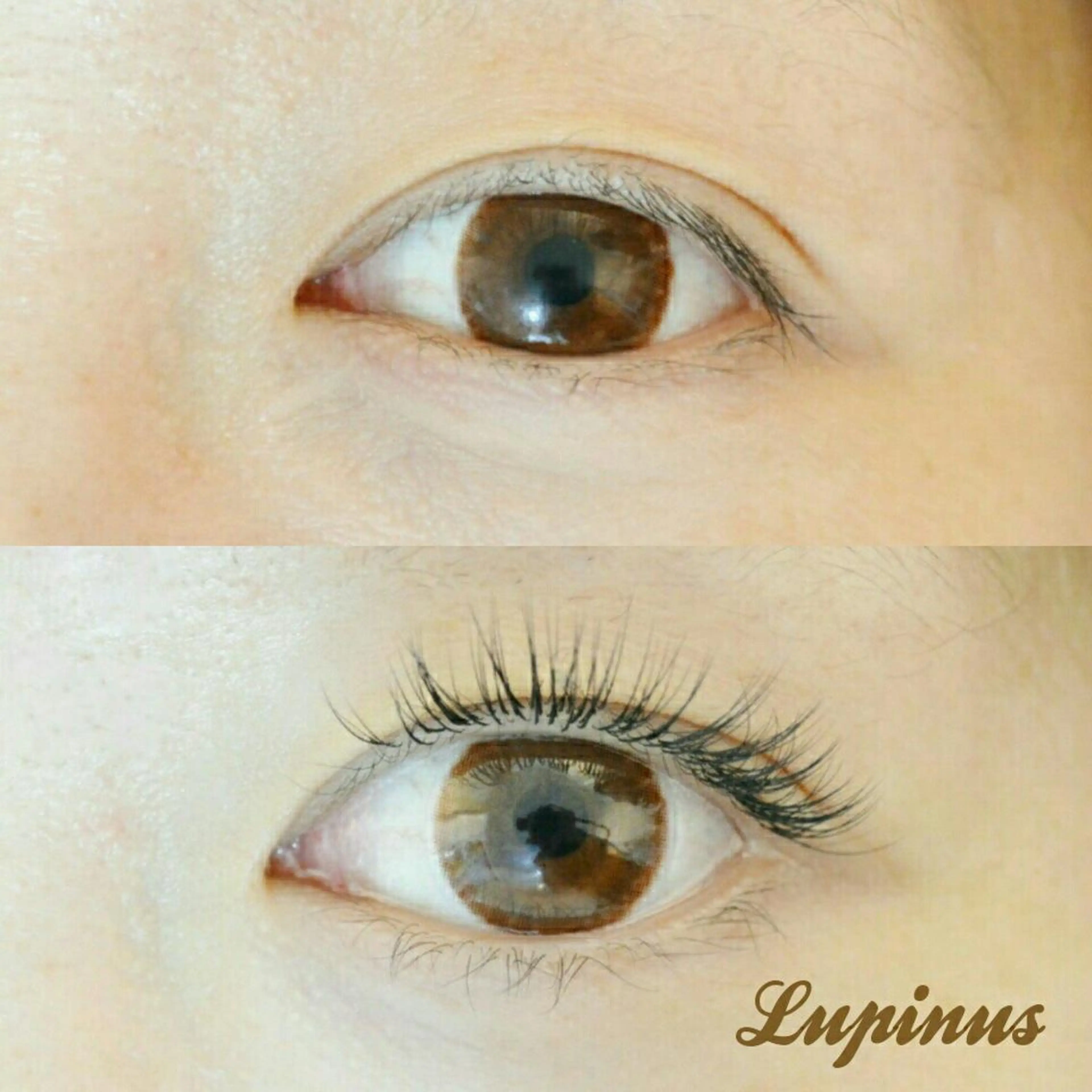 マツエク・マツパ セーブル アップワードラッシュ Lupinus 国立店のマツエク・マツパデザイン