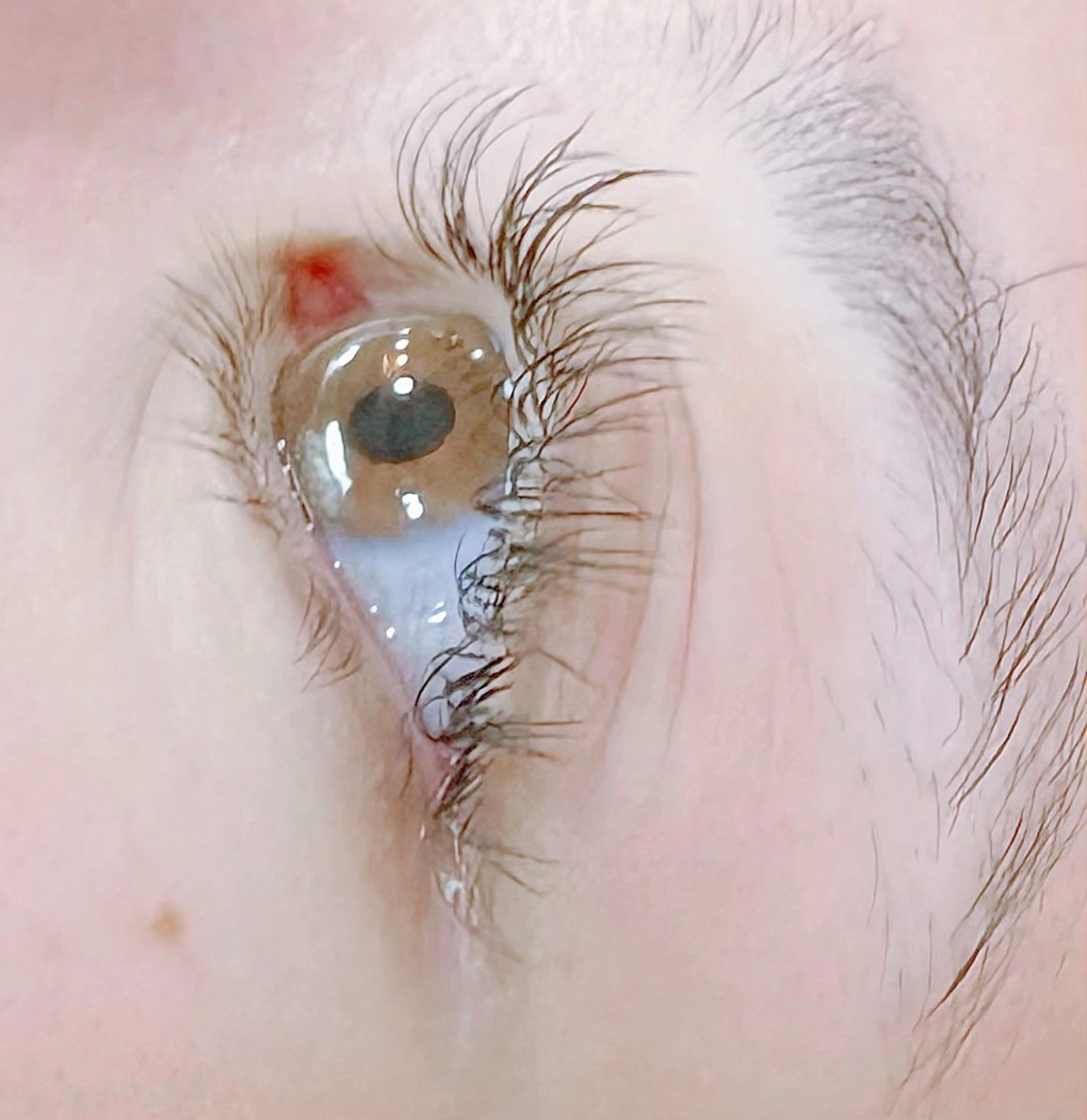 まつげエクステ【オフあり】🍒持続力高フラットラッシュ100本🍒の写真