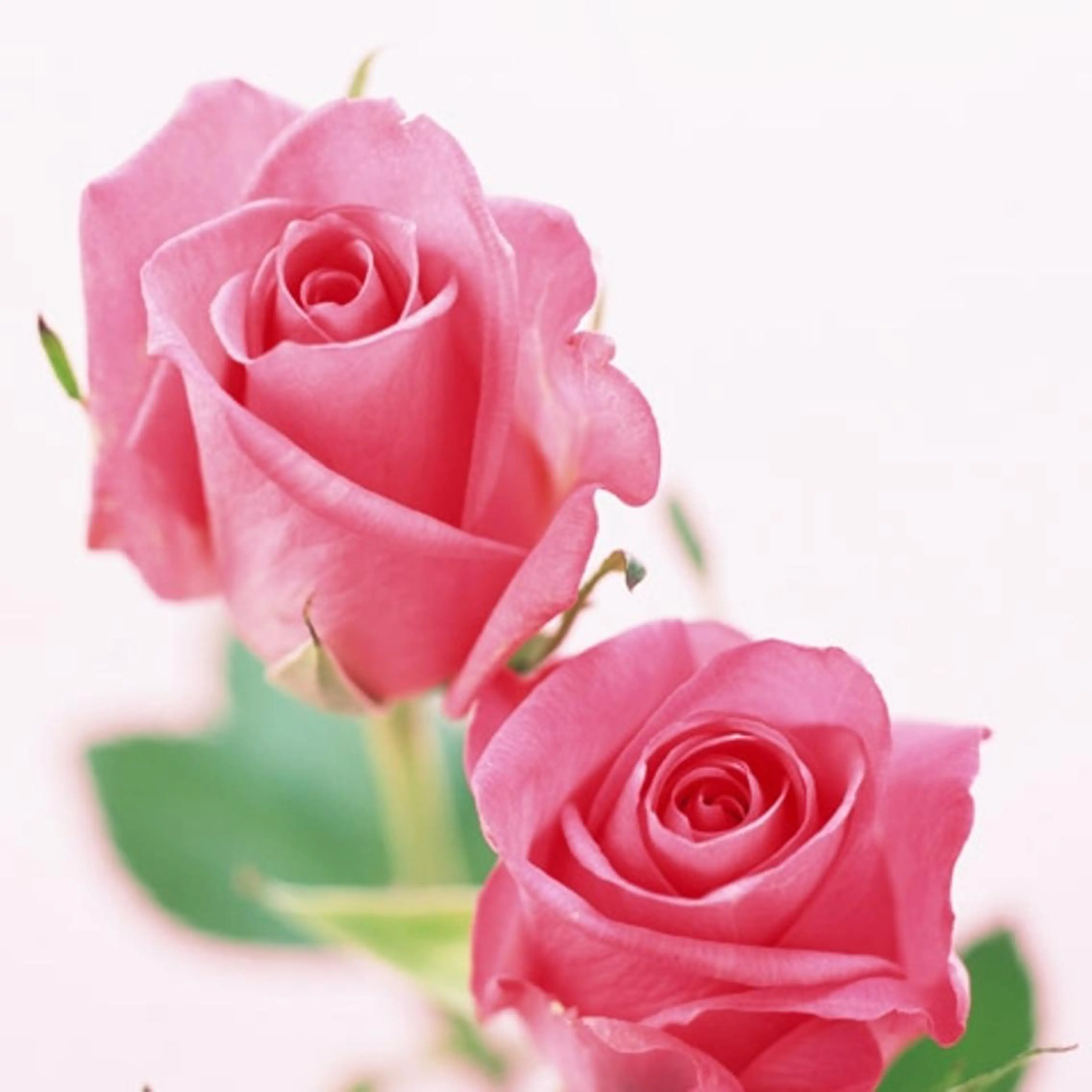 驚きのマイナス10歳肌💆‍♀　ヘッドマッサージトリートメント&ハリもち感超絶アップエステの写真