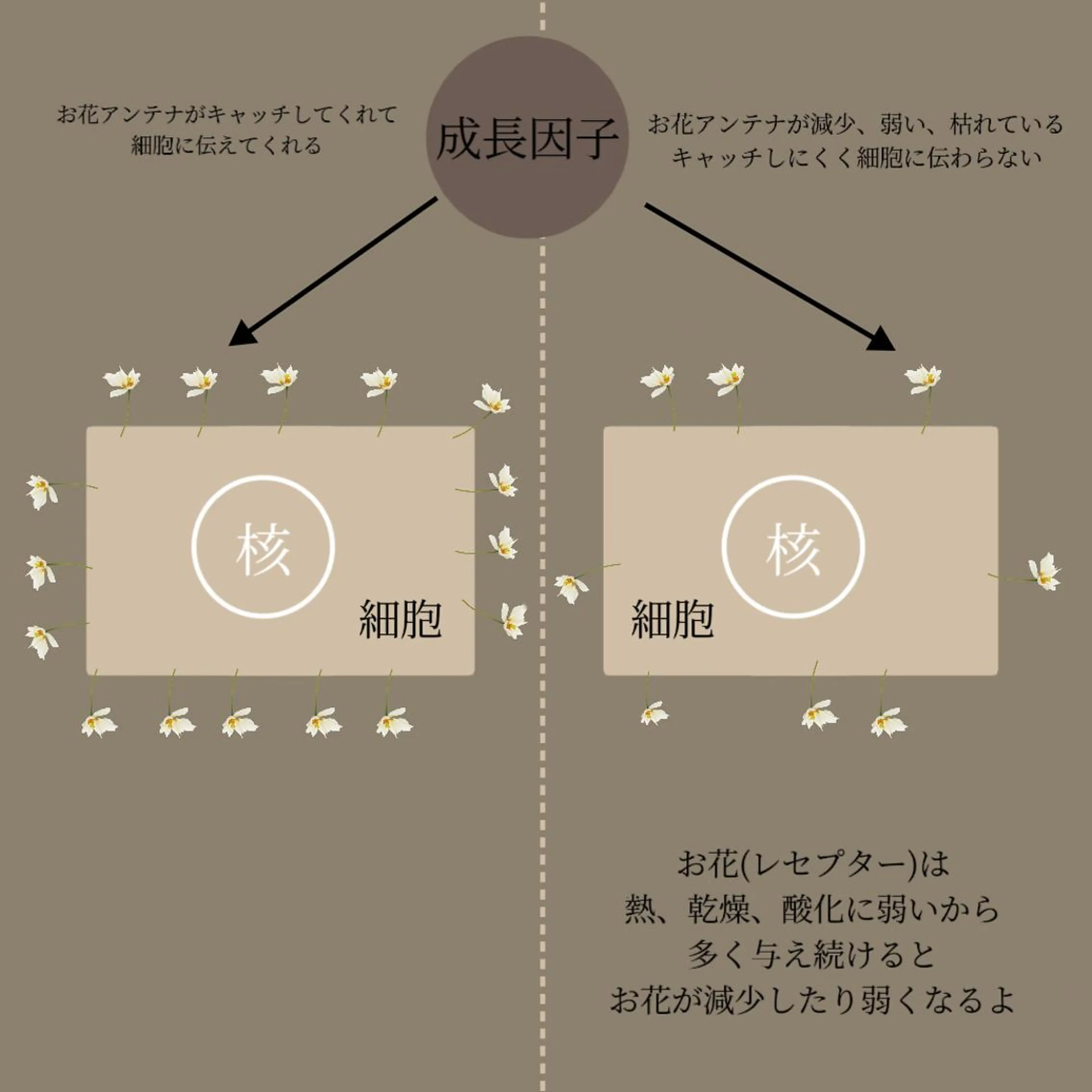 エステ リラク lymph care 'Welnəsのエステ・リラクイメージ