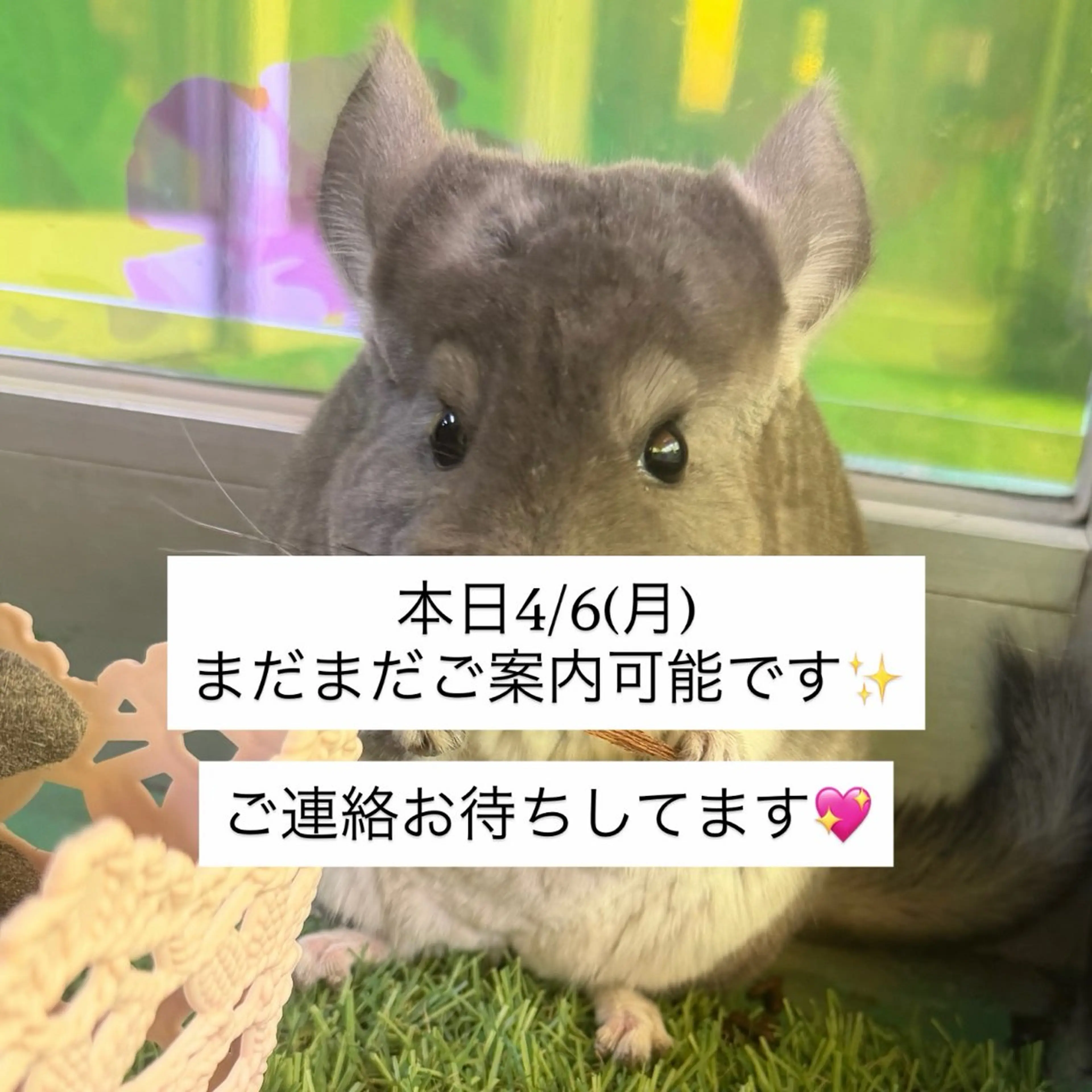 笠井 未夢のマツエク・マツパデザイン