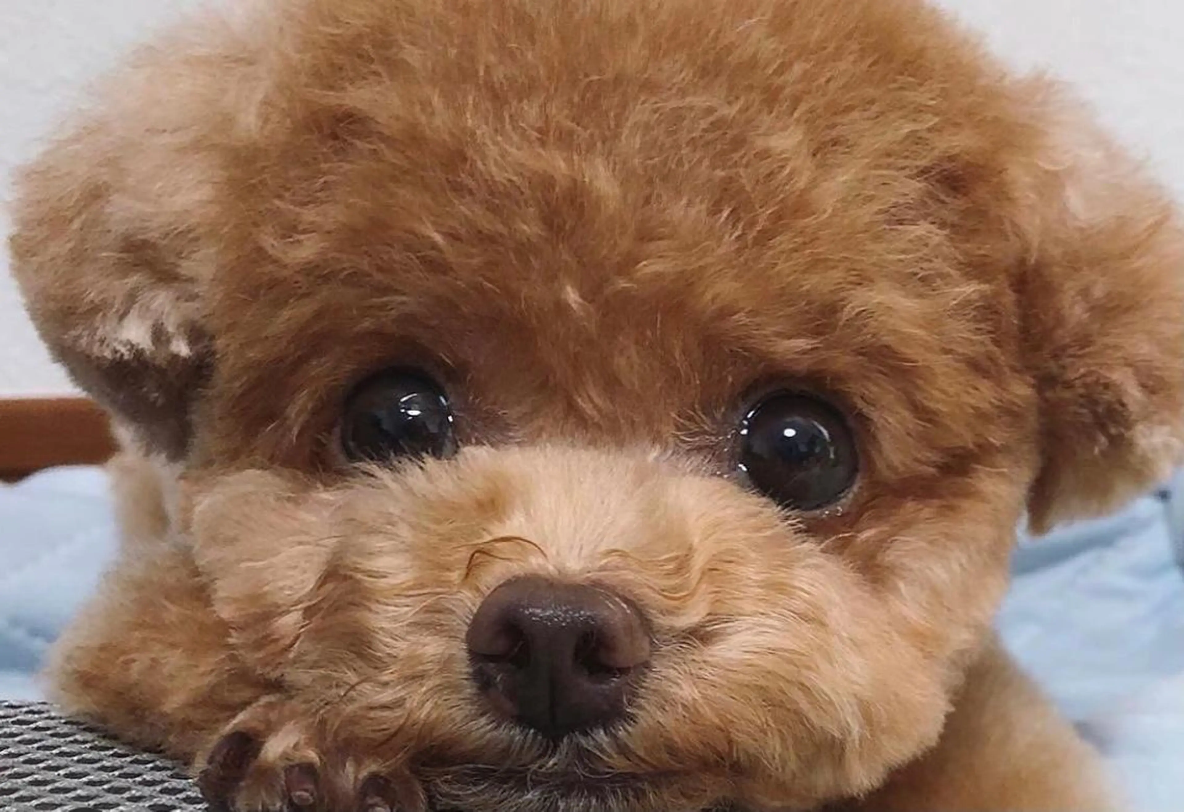 ショート カラー パーマ ◆感動口コミ/最小顔 理論カット◆森口 峻のヘアスタイル