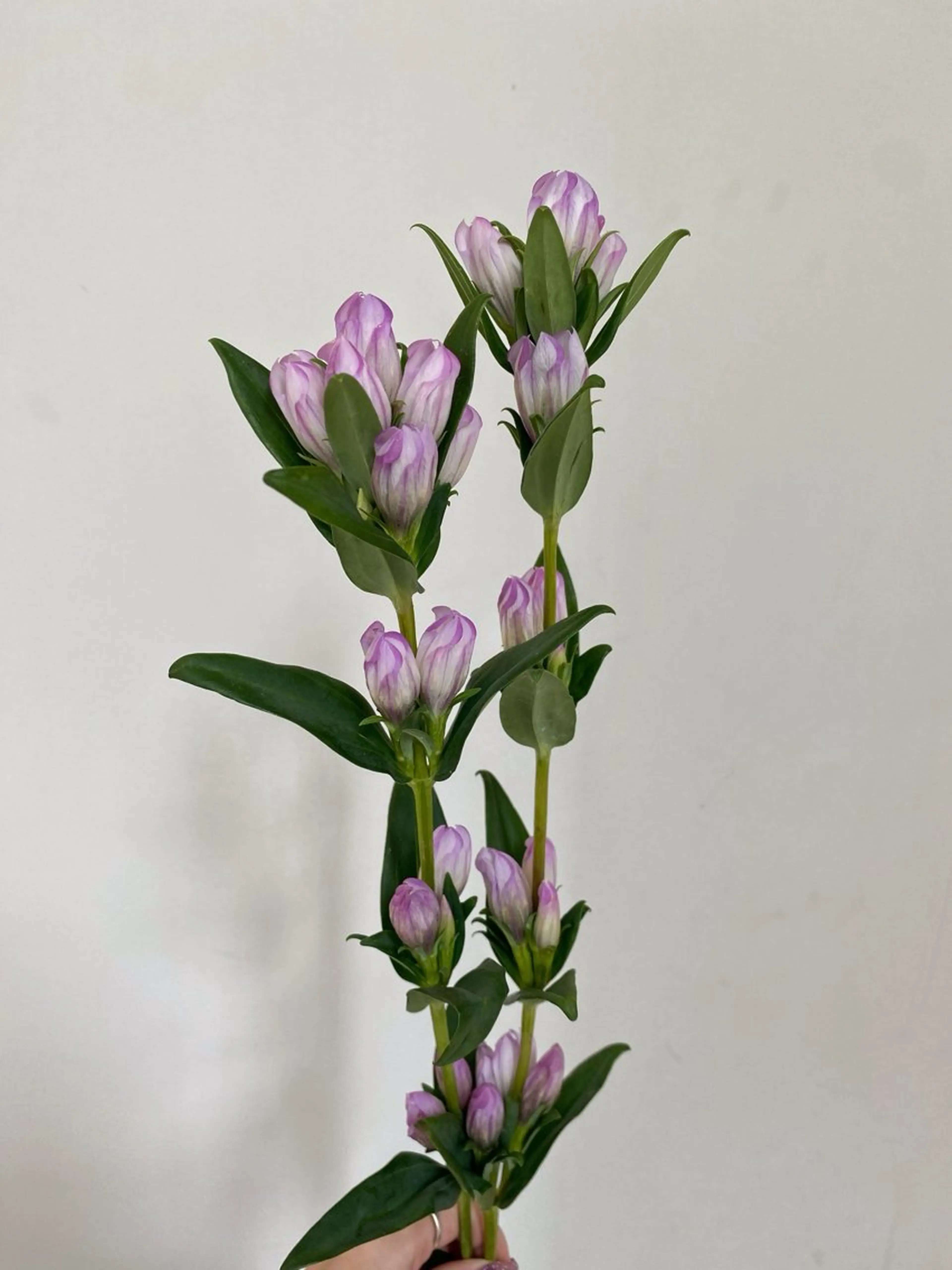 カット ヘアカラー トリートメント 🌻花屋併設🌻濱 幸帆のヘアスタイル