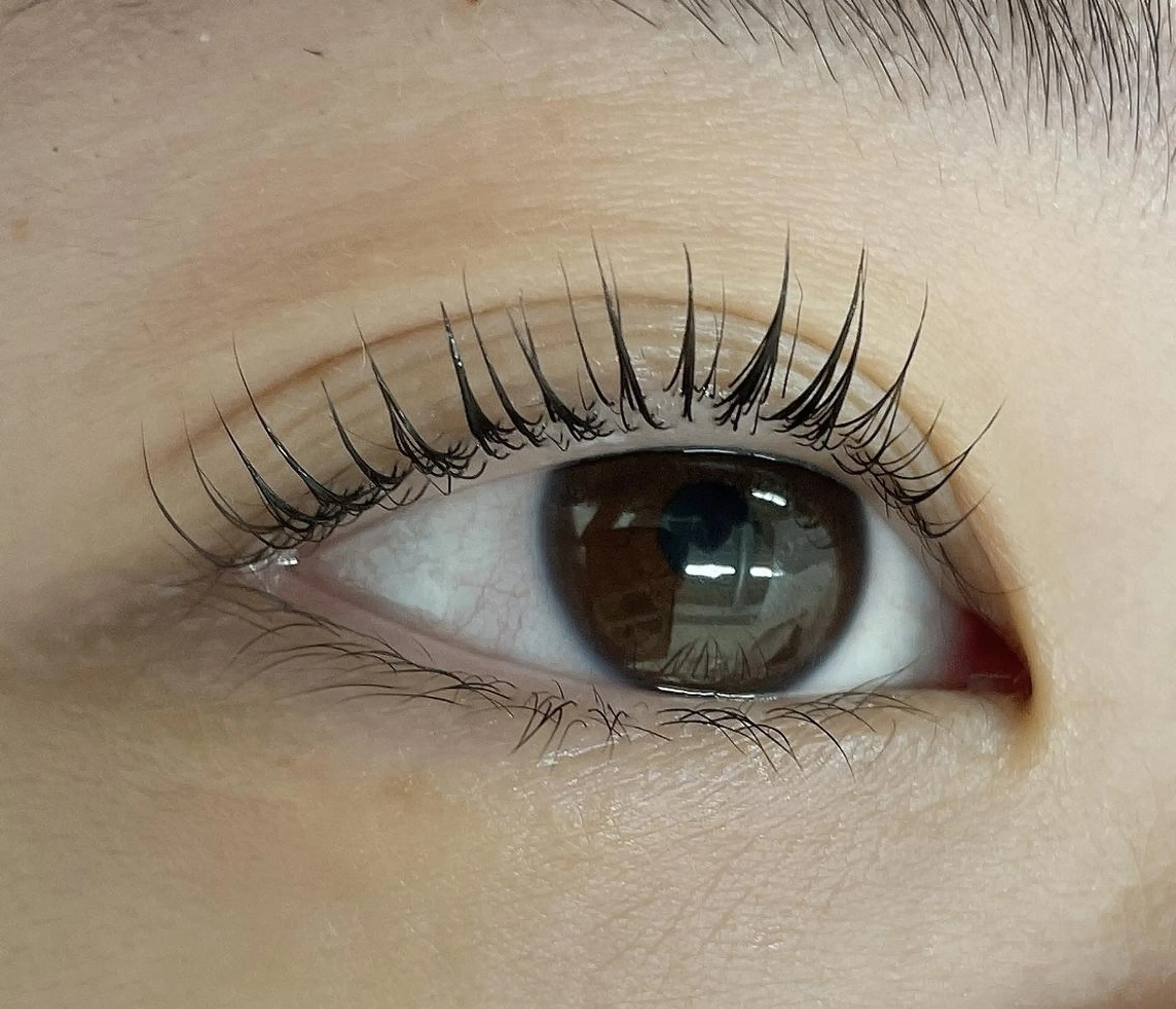 新規限定クーポン まつ毛パーマの写真