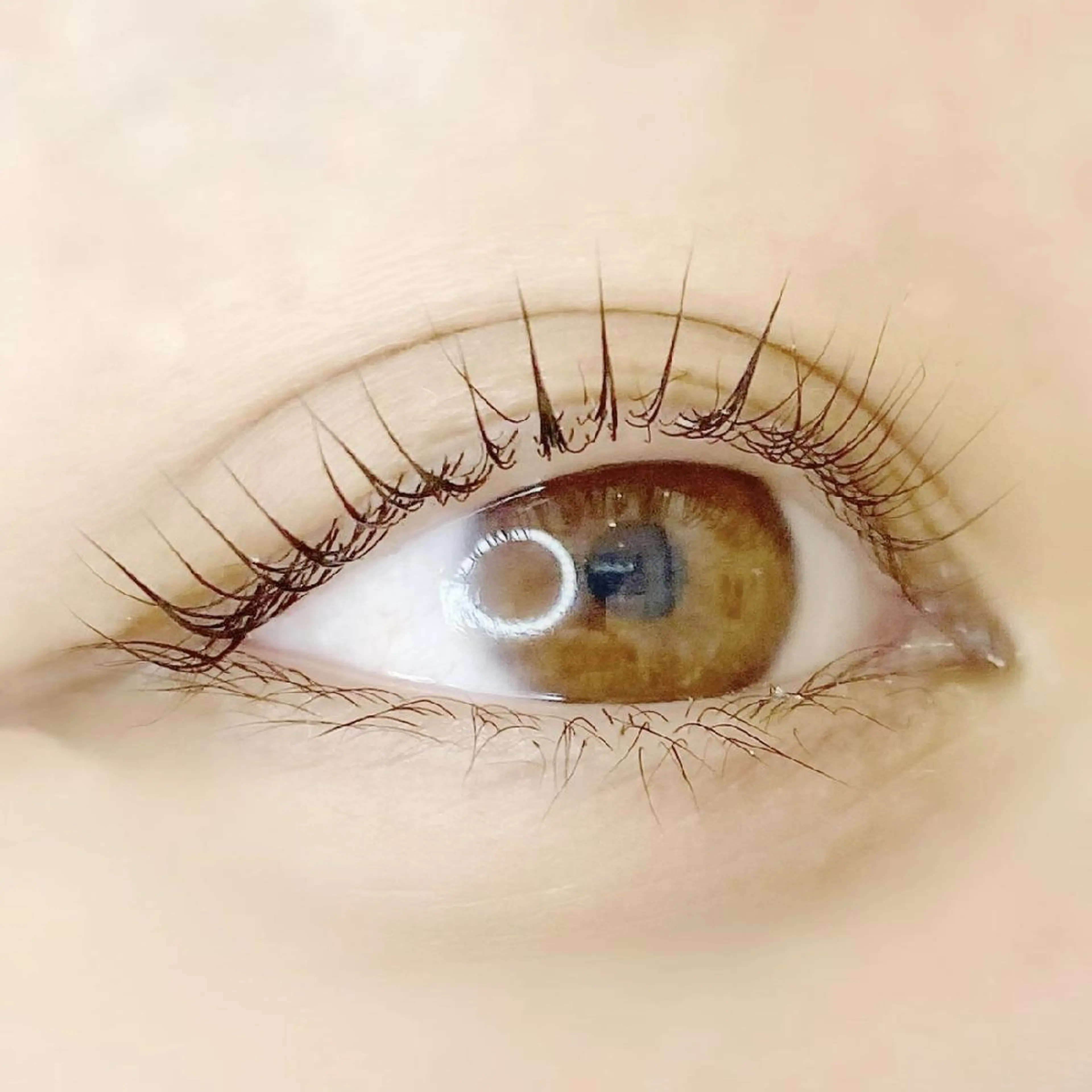 ミニモ限定　ビューラーいらず！選べる⛄️デザインラッシュリフトorパリジェンヌラッシュリフト🎄の写真