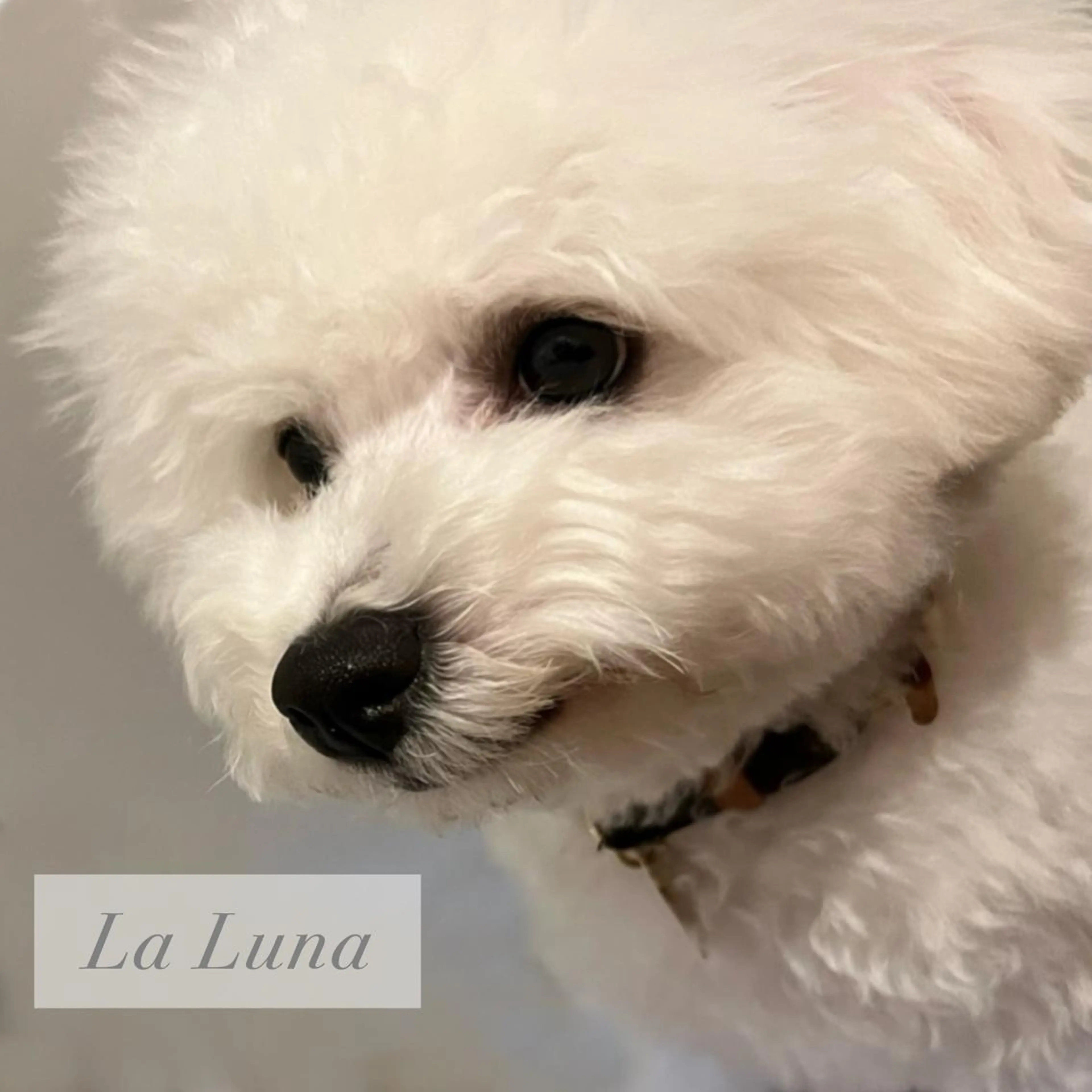 オフのみ(ネイル) ＬａＬｕｎａ🌙 natsukiのネイルデザイン