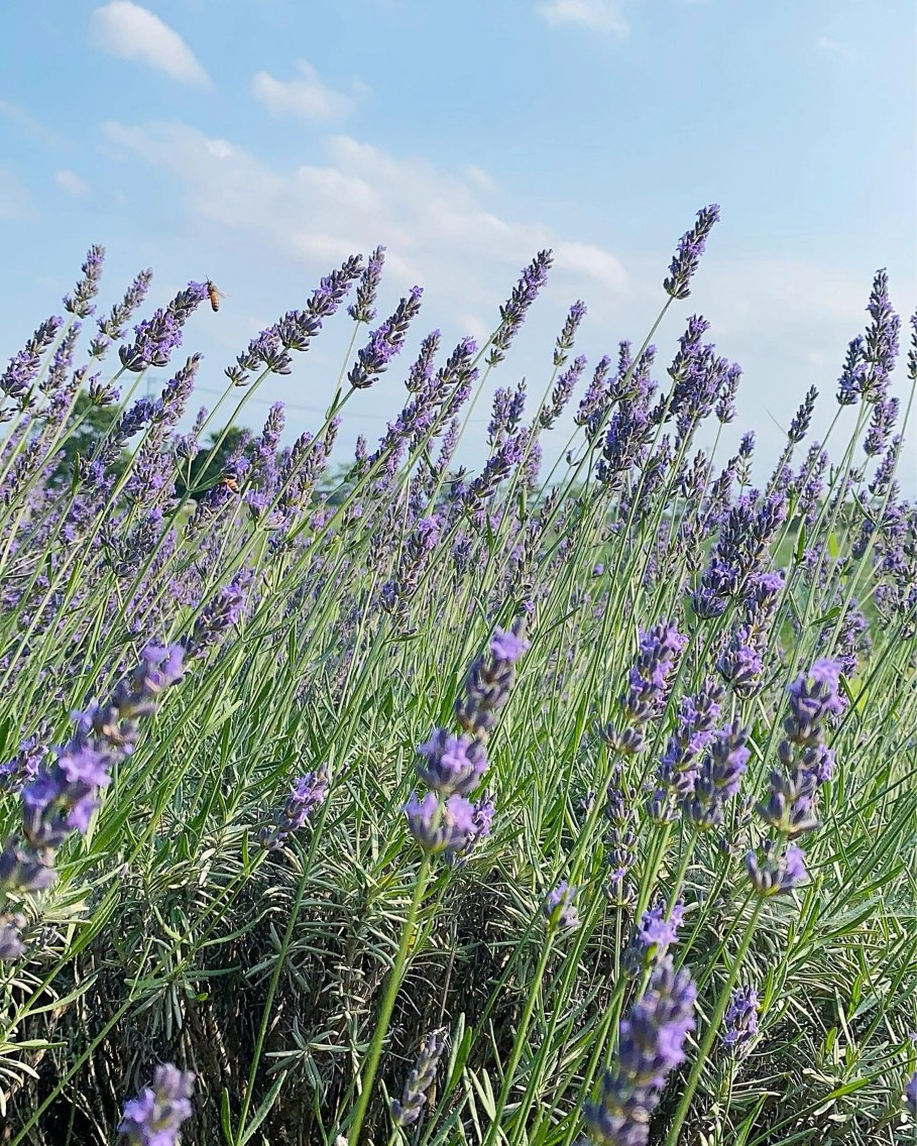 アロマテラピールーム　迷森所属・アロマ 迷森のエステ・リラクイメージ