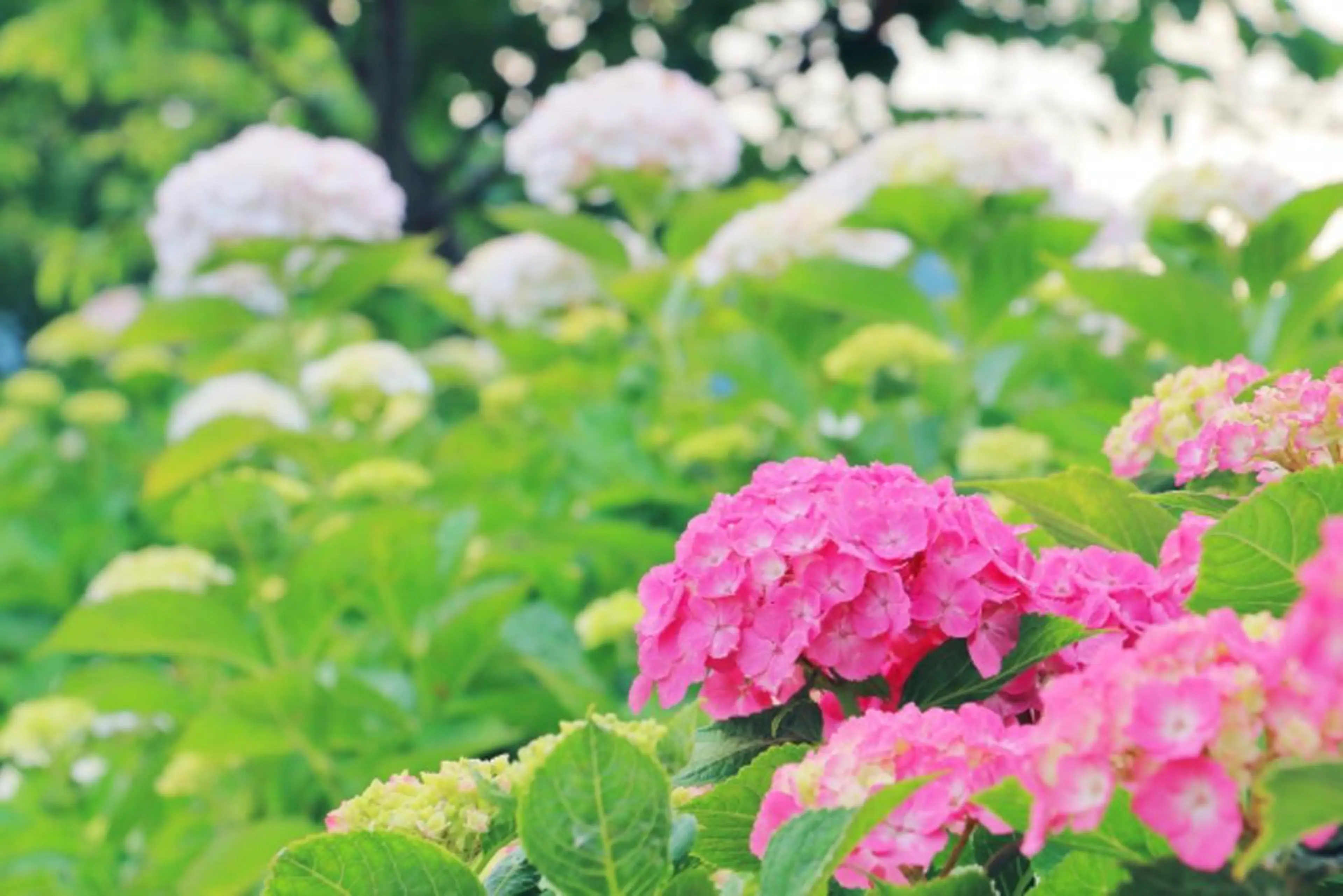 yomo  me!　黄土漢方蒸し&ビソンテラピー所属・yomo me! ヨモミーのエステ・リラクイメージ