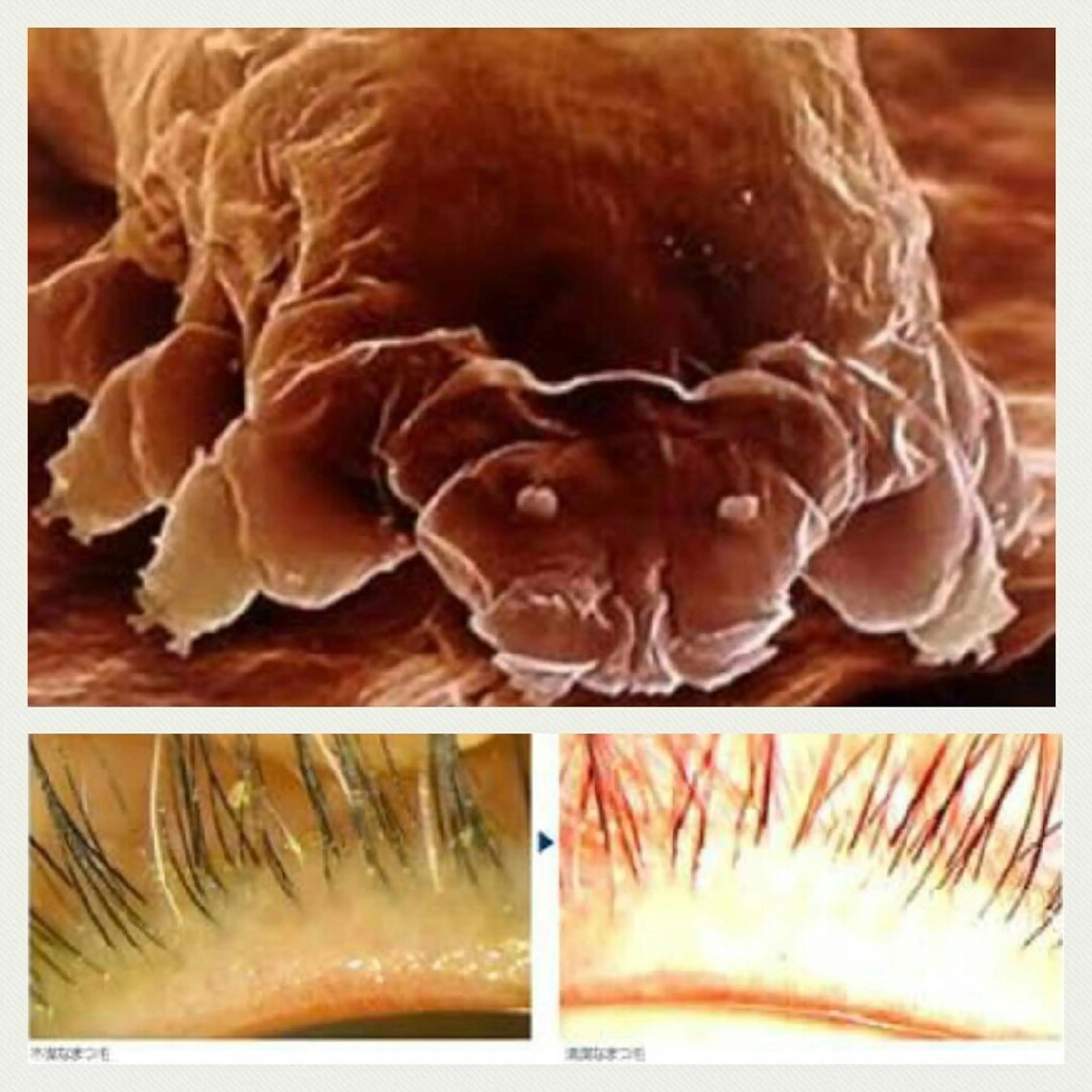 マツエク・マツパ Rouge ・ K  　のマツエク・マツパデザイン