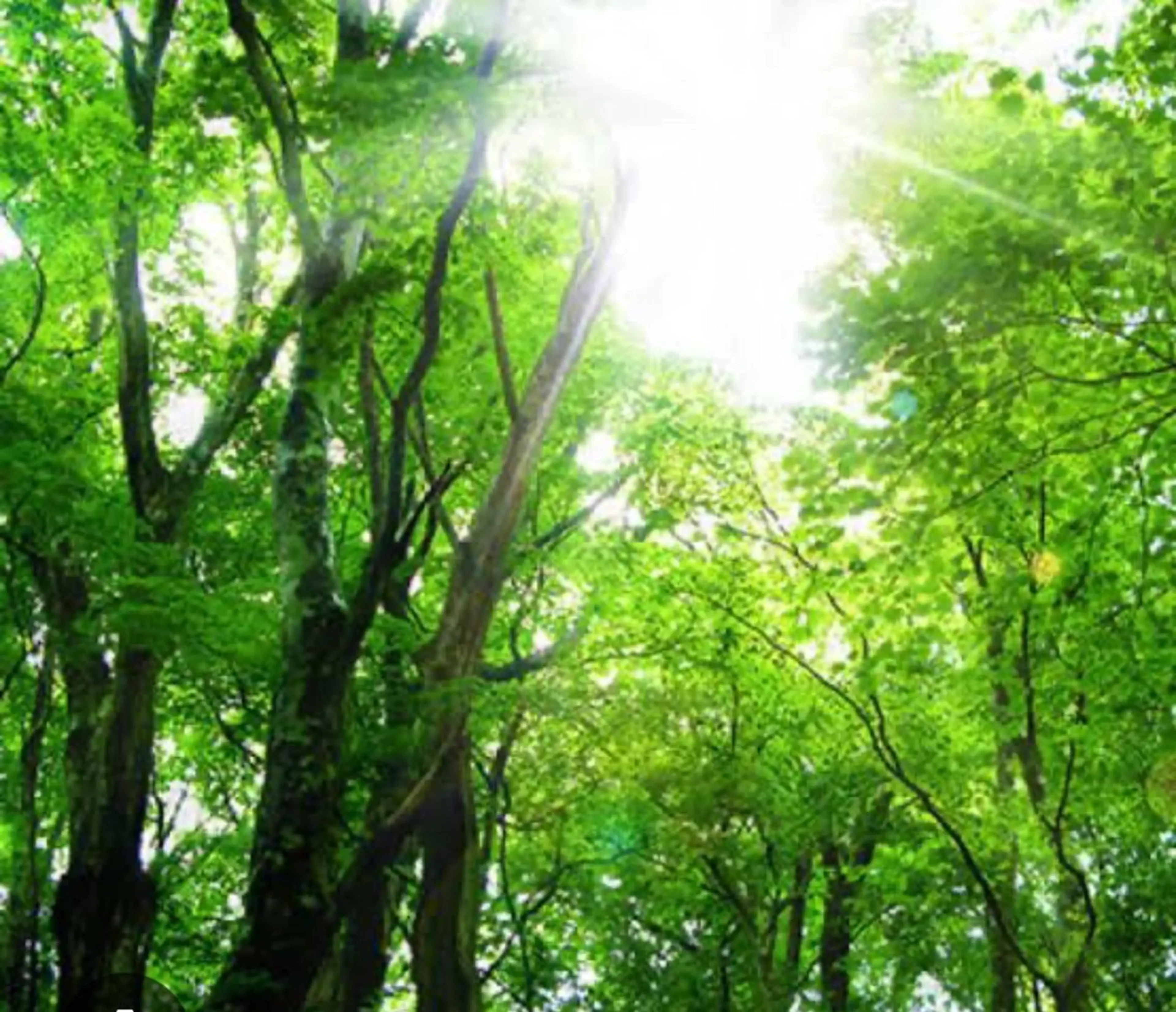 【ミニモ限定】癒しの🌿#全身 #もみほぐし #ストレッチ ✨70分🍀の写真