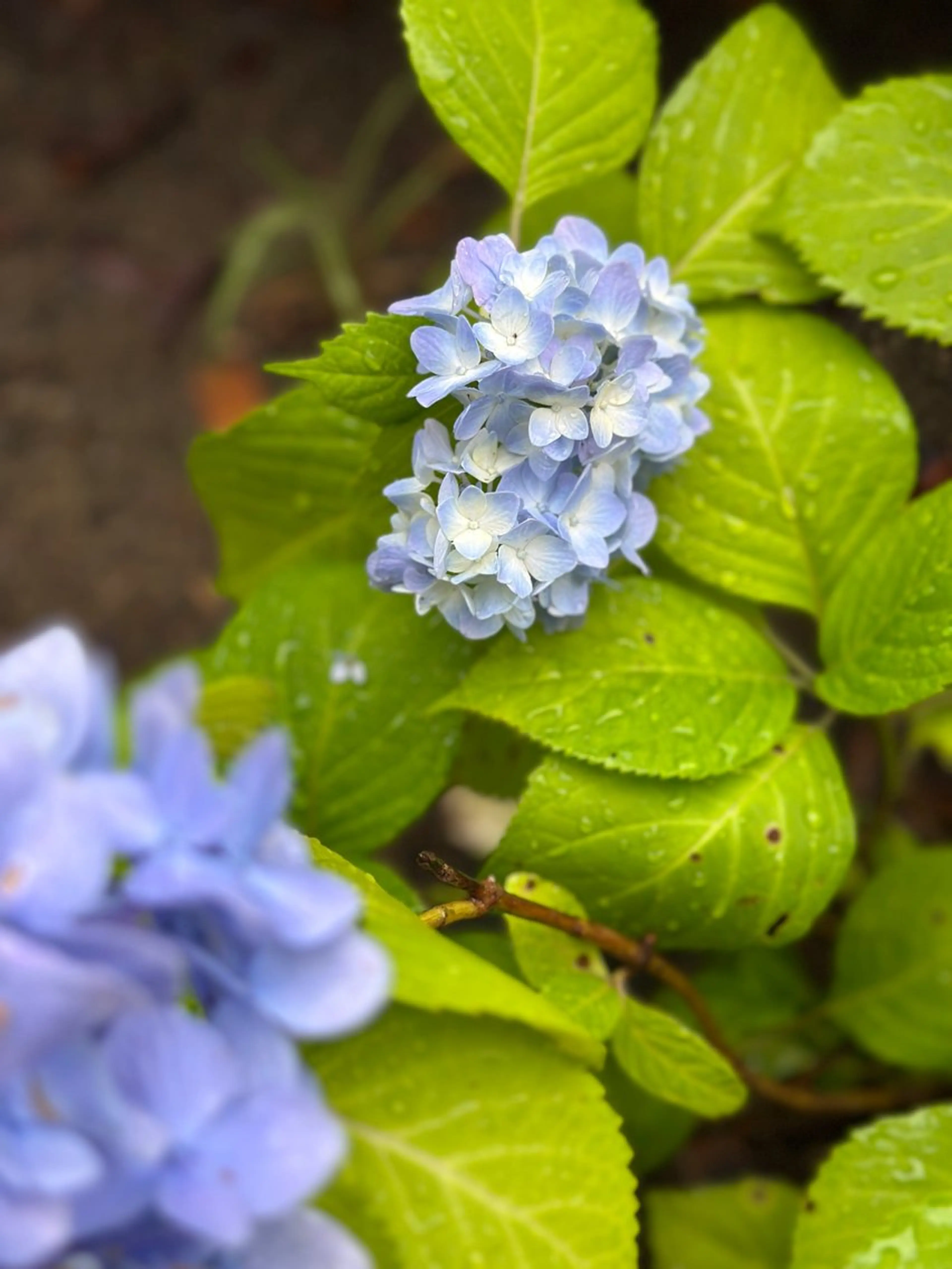 ネイル nail salon  ∞ mikanal ∞所属・nailsalon ∞ ﾐｶﾅﾙ ∞のネイルデザイン