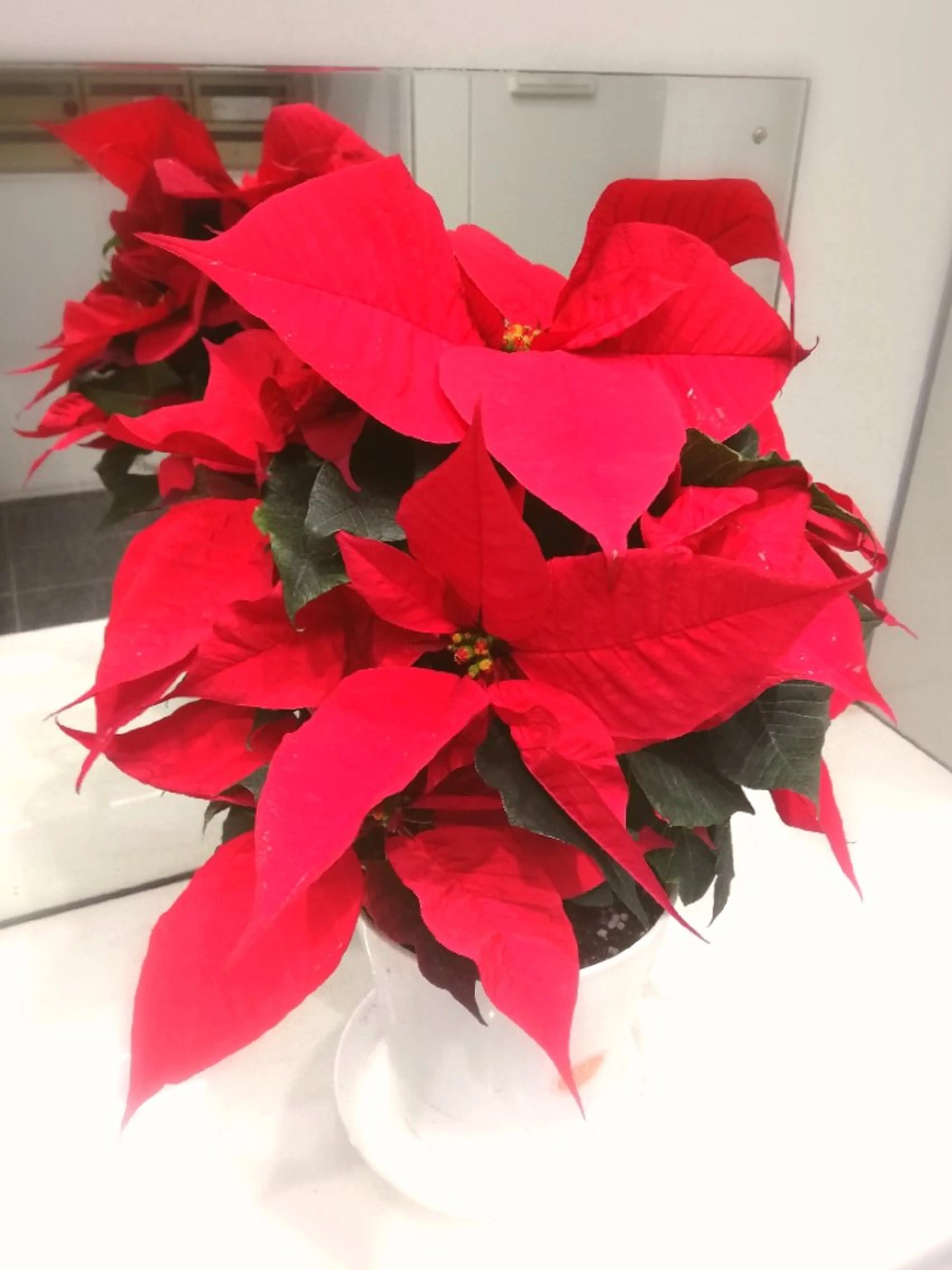 angelux 所属・完全個室サロン🌹 angelux🌹のマツエク・マツパデザイン