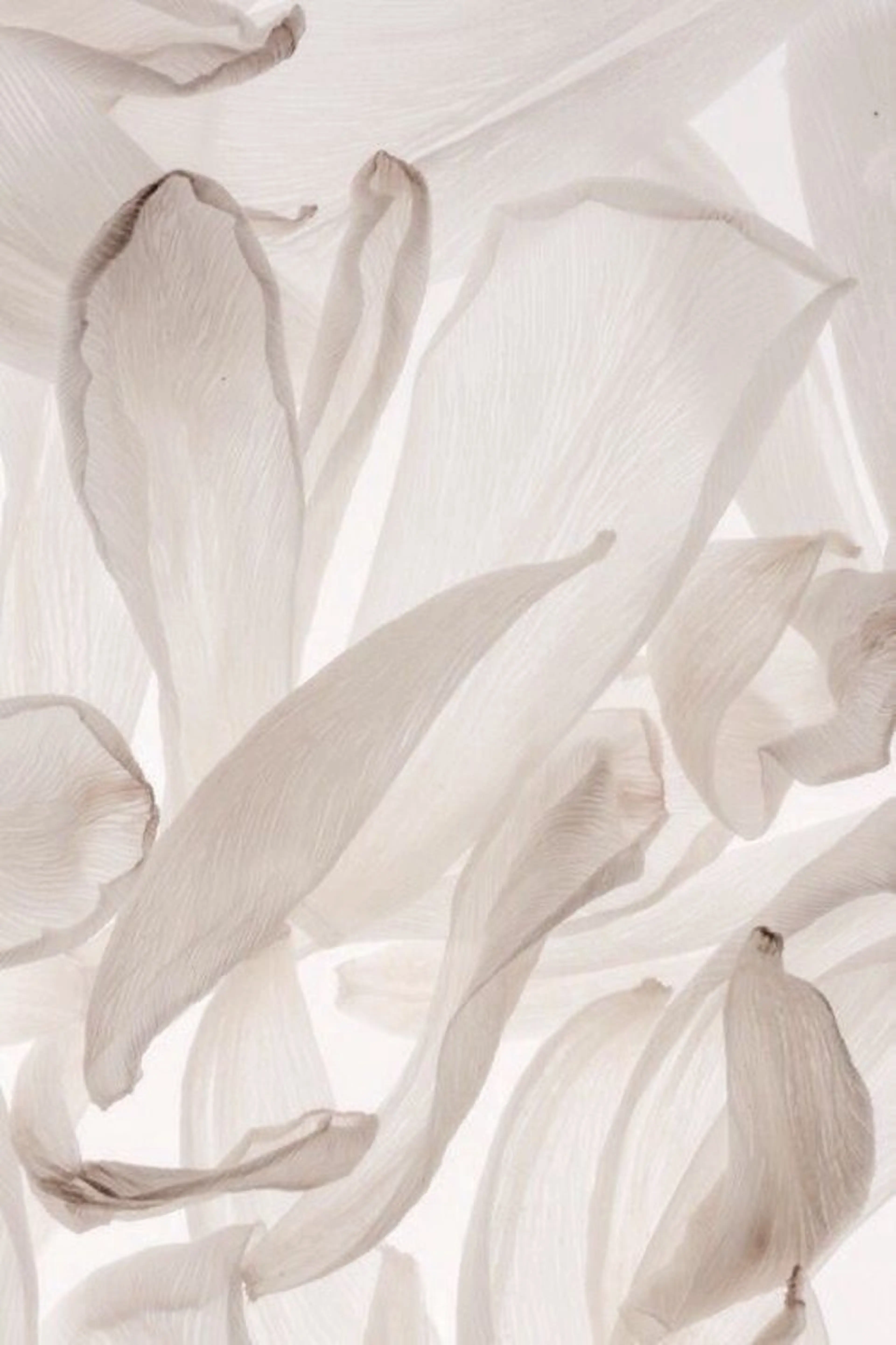 Vi2 Hirokiのマツエク・マツパデザイン