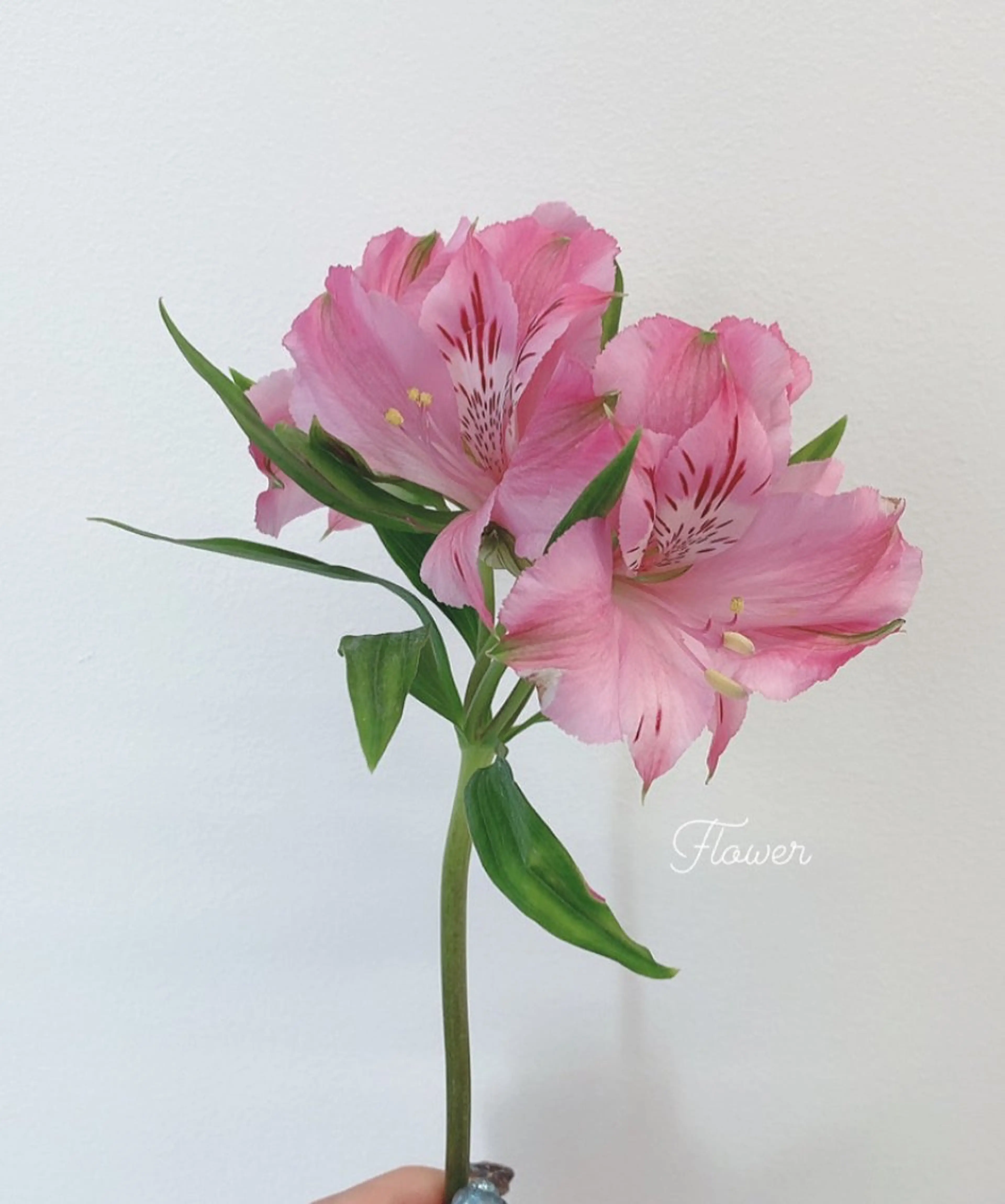 カット ヘアカラー トリートメント 🌻花屋併設🌻濱 幸帆のヘアスタイル