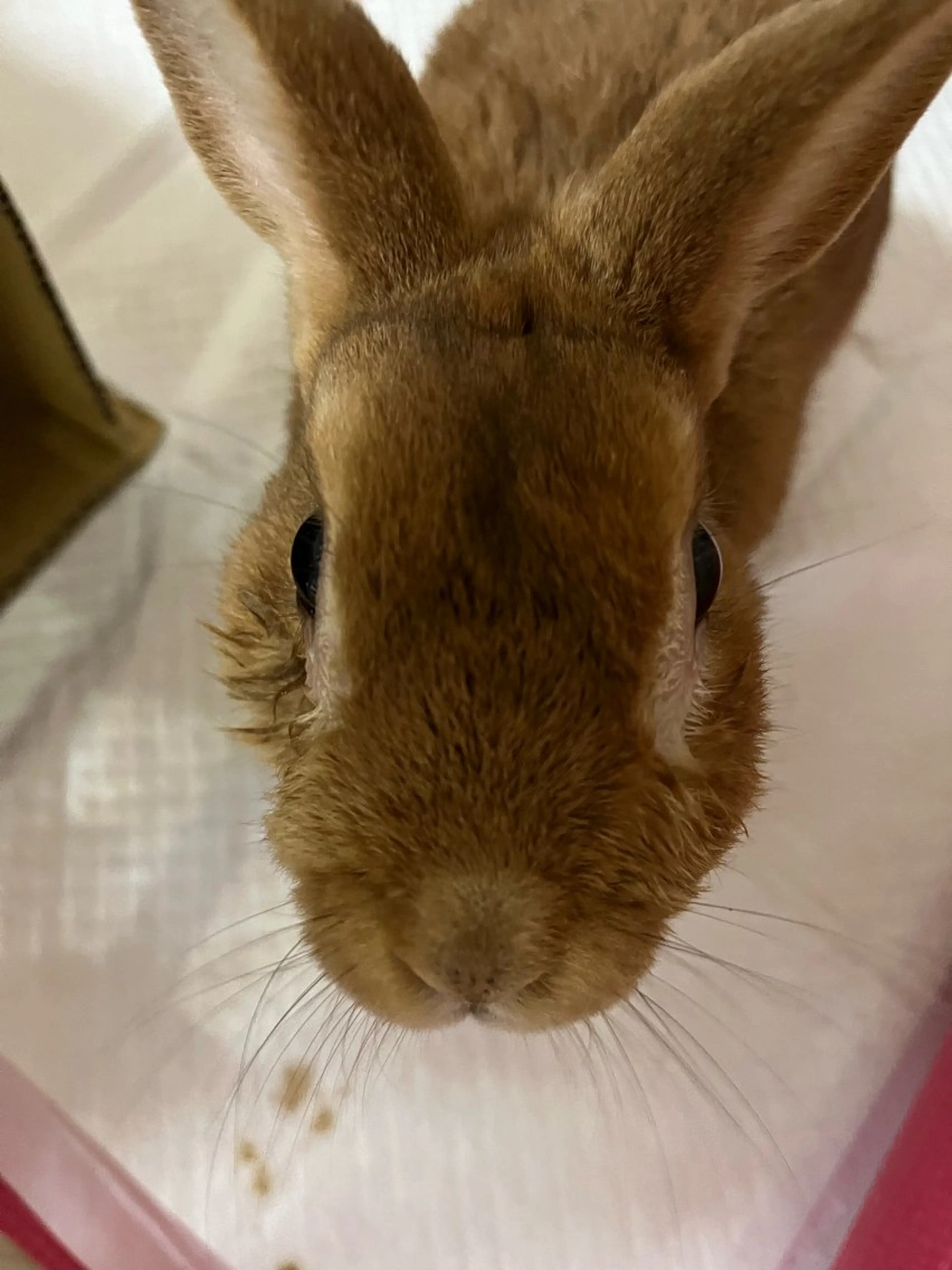 Sona hair & eyelash salon所属・紙屋 隼人のヘアスタイル