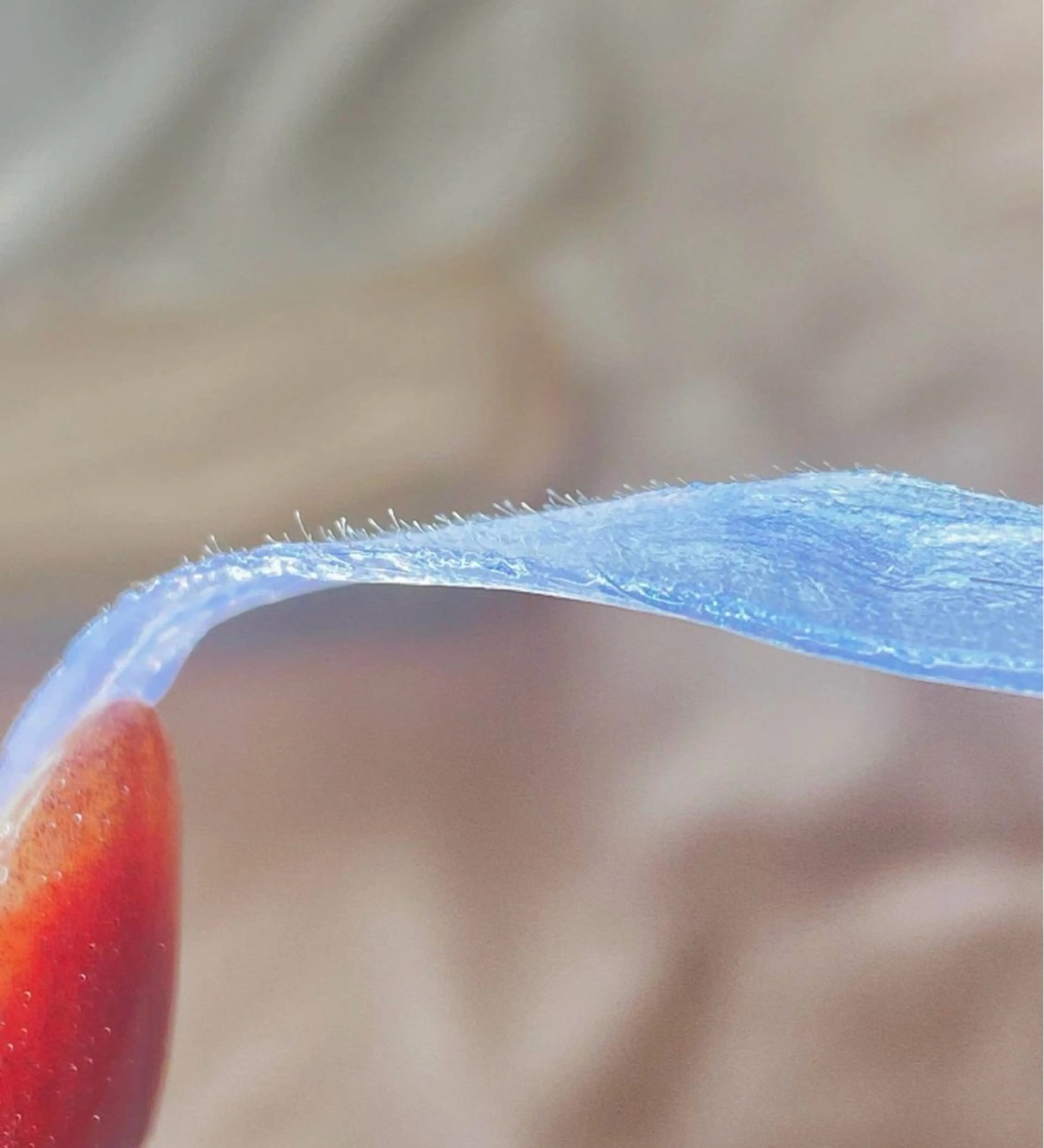 フェイシャルWAX脱毛(全顔)の写真