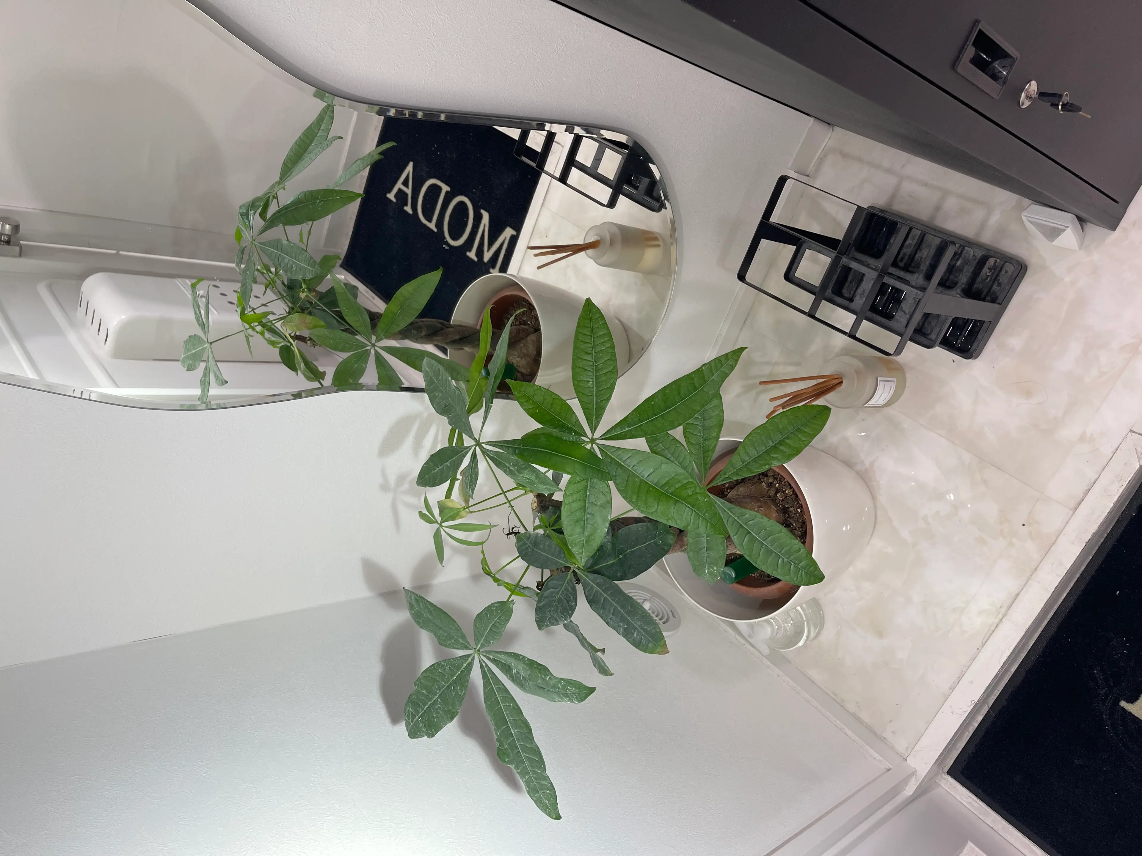 MODAの内観・外観1